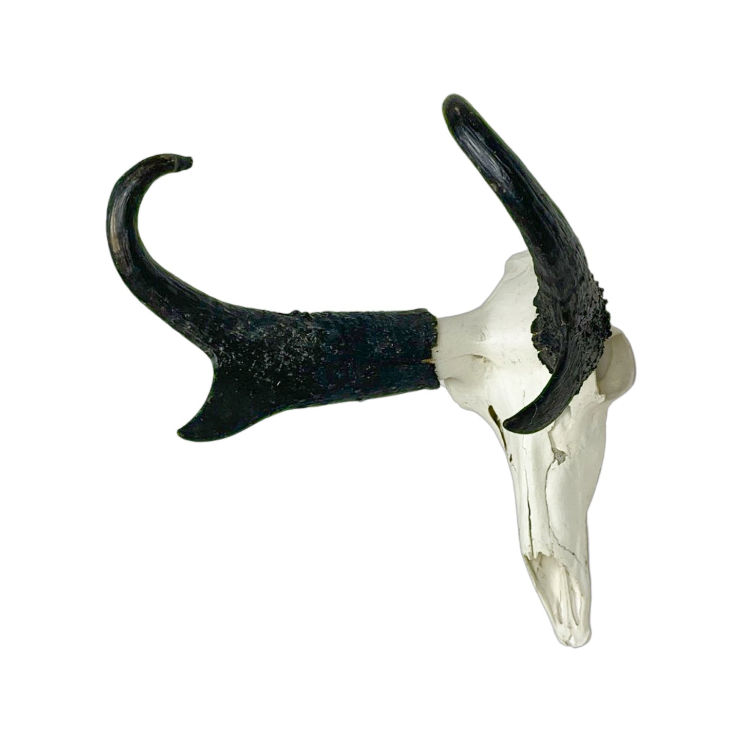 A Home Decor Taxidermy Pronghorn Skull of Grade Trophy