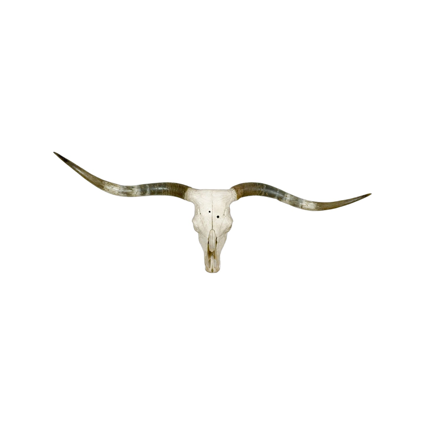 A Home Decor Taxidermy Texas Longhorn Skull of Grade Respectable