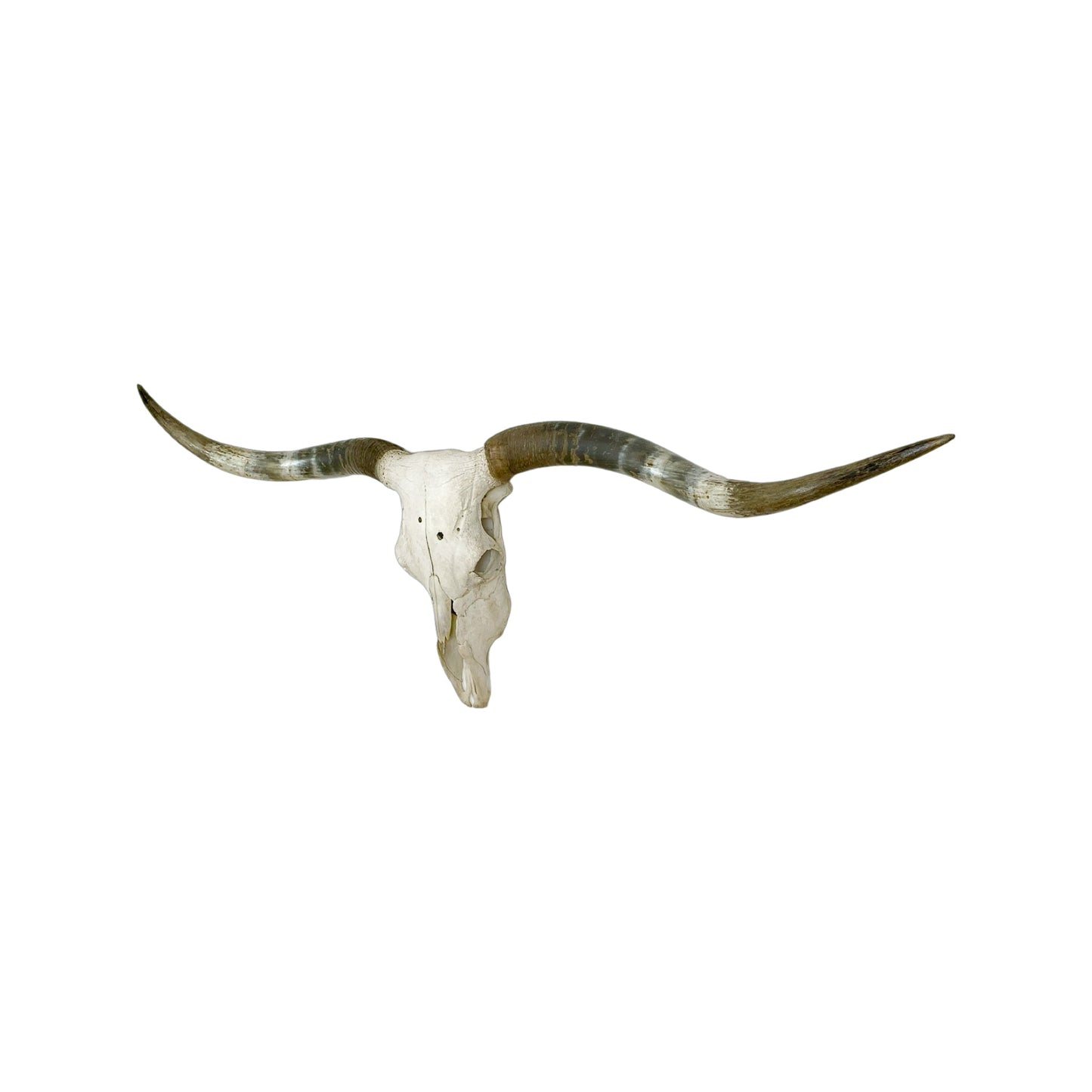 A Home Decor Taxidermy Texas Longhorn Skull of Grade Respectable