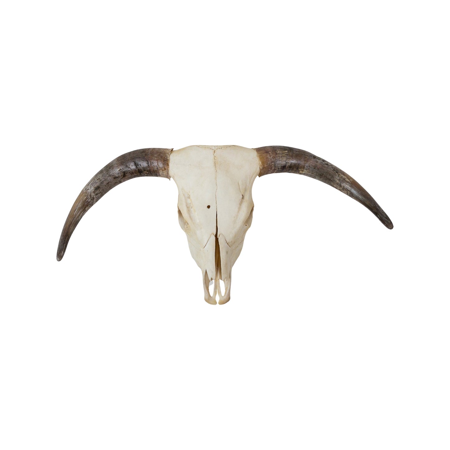 A Home Decor Taxidermy Skull Texas longhornof Grade Remarkable