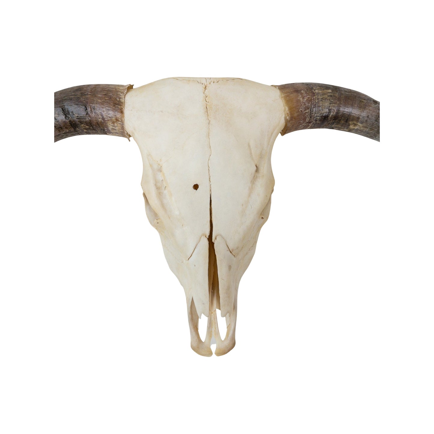 A Home Decor Taxidermy Skull Texas longhornof Grade Remarkable