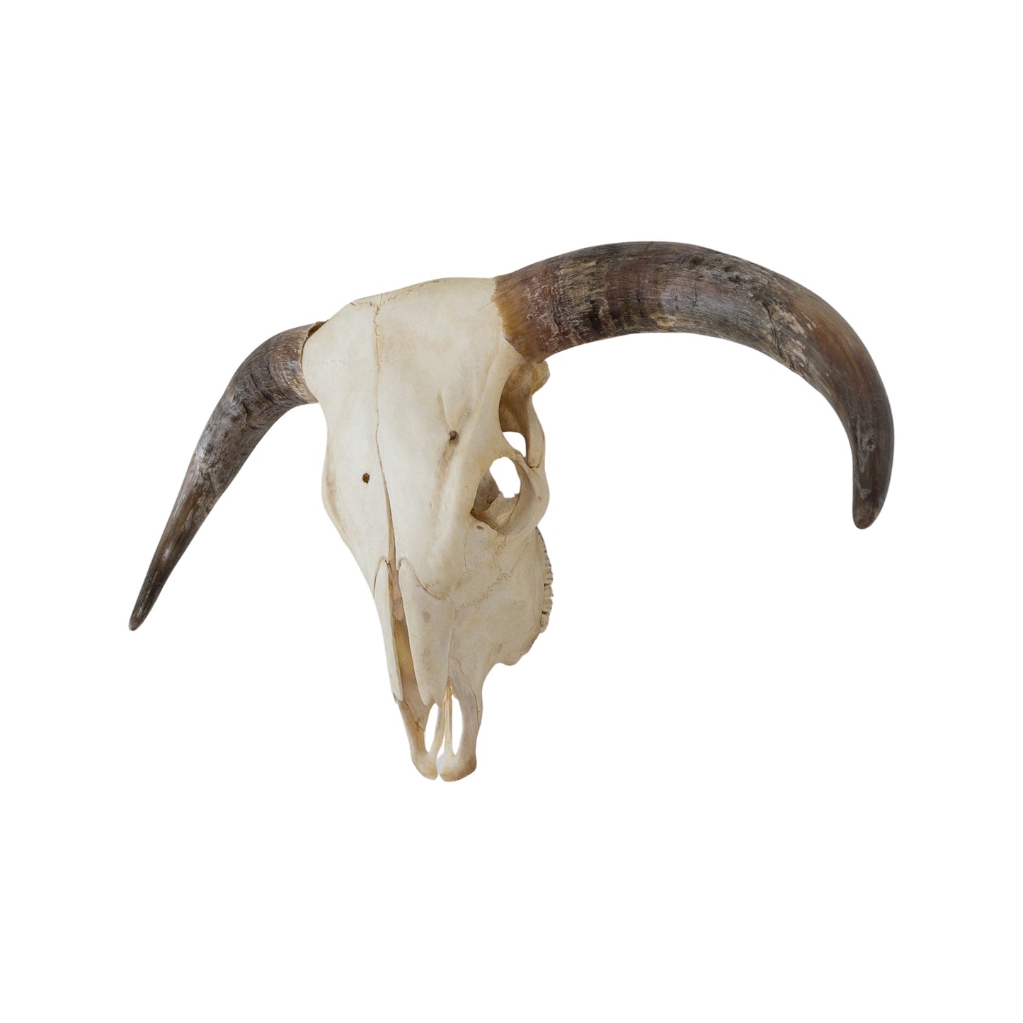 A Home Decor Taxidermy Skull Texas longhornof Grade Remarkable