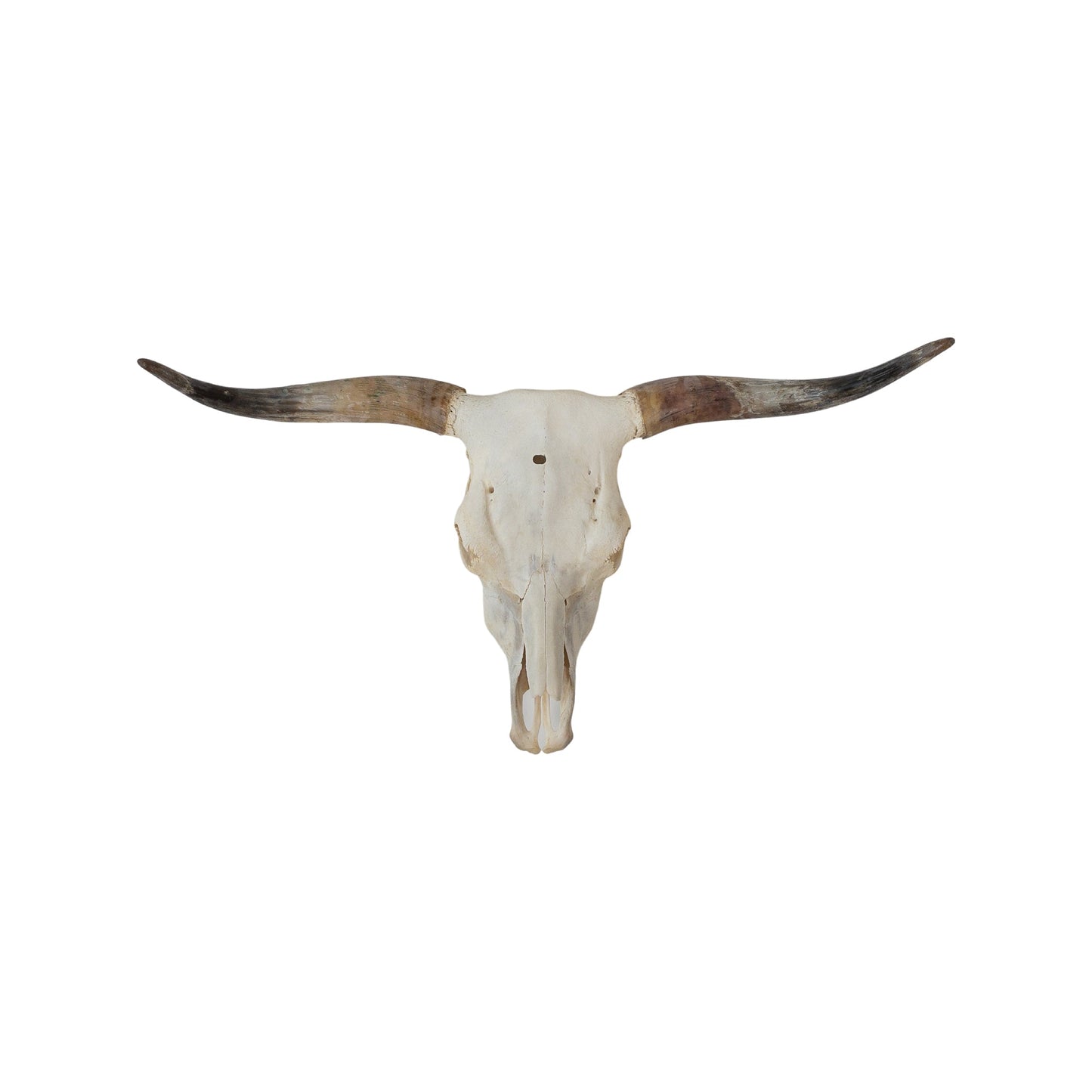 A Home Decor Taxidermy Skull Texas longhornof Grade Remarkable
