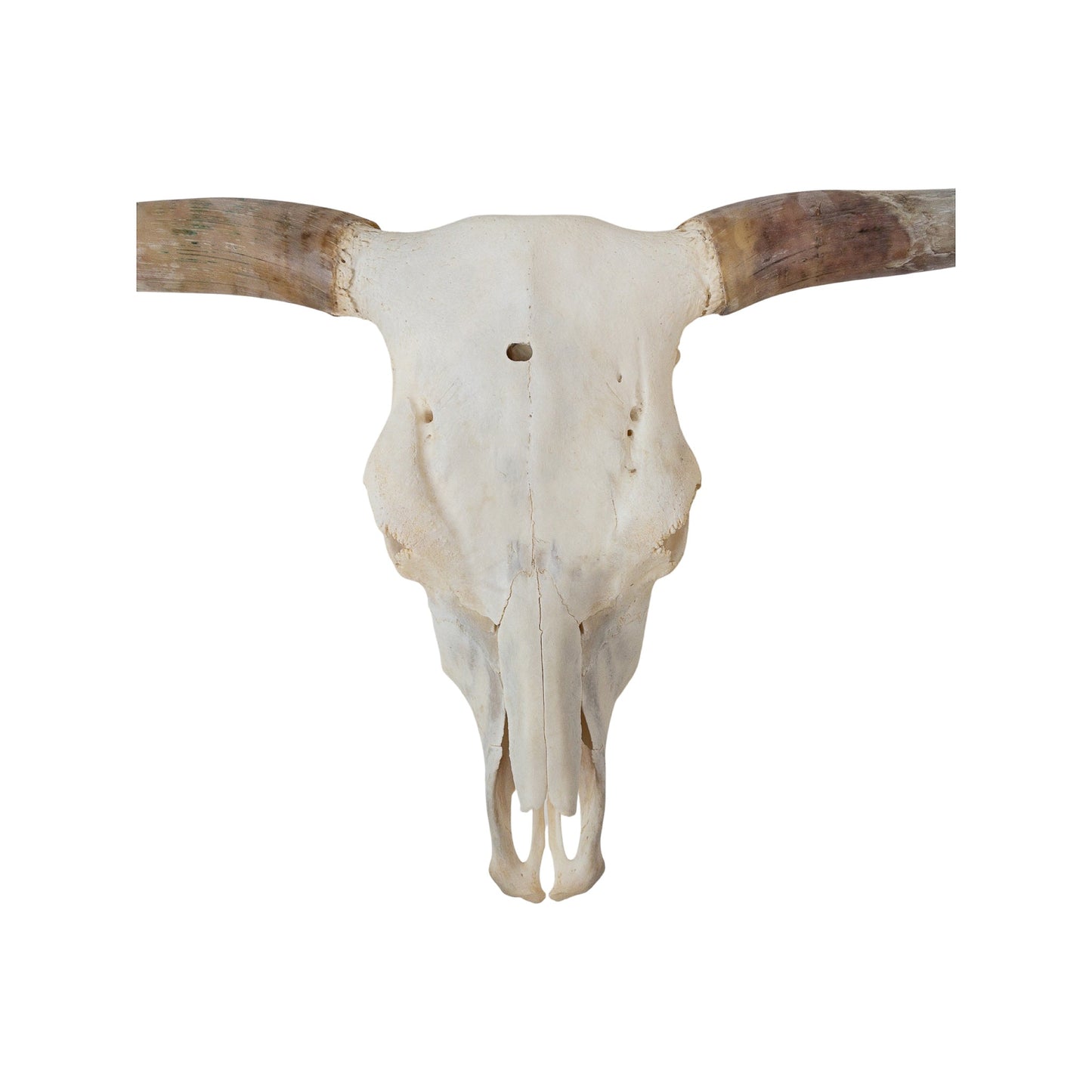 A Home Decor Taxidermy Skull Texas longhornof Grade Remarkable