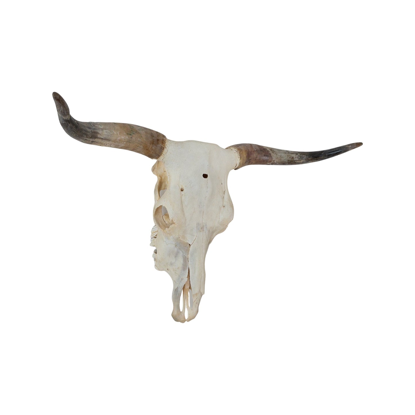 A Home Decor Taxidermy Skull Texas longhornof Grade Remarkable
