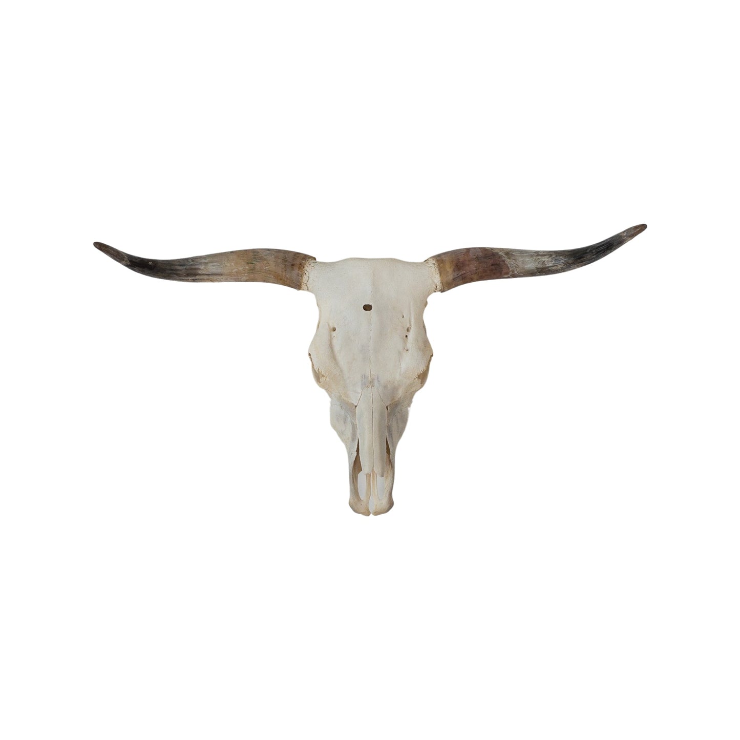A Home Decor Taxidermy Skull Texas longhornof Grade Remarkable