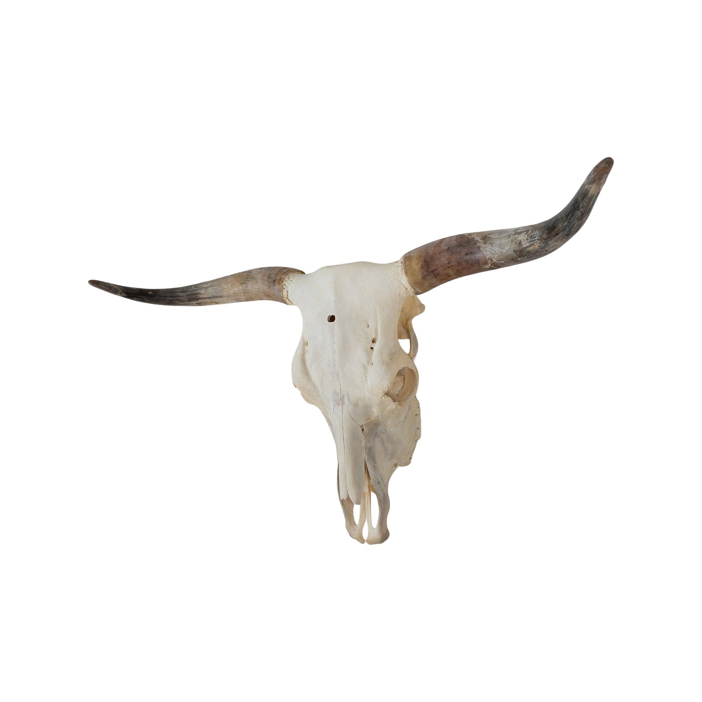 A Home Decor Taxidermy Skull Texas longhornof Grade Remarkable