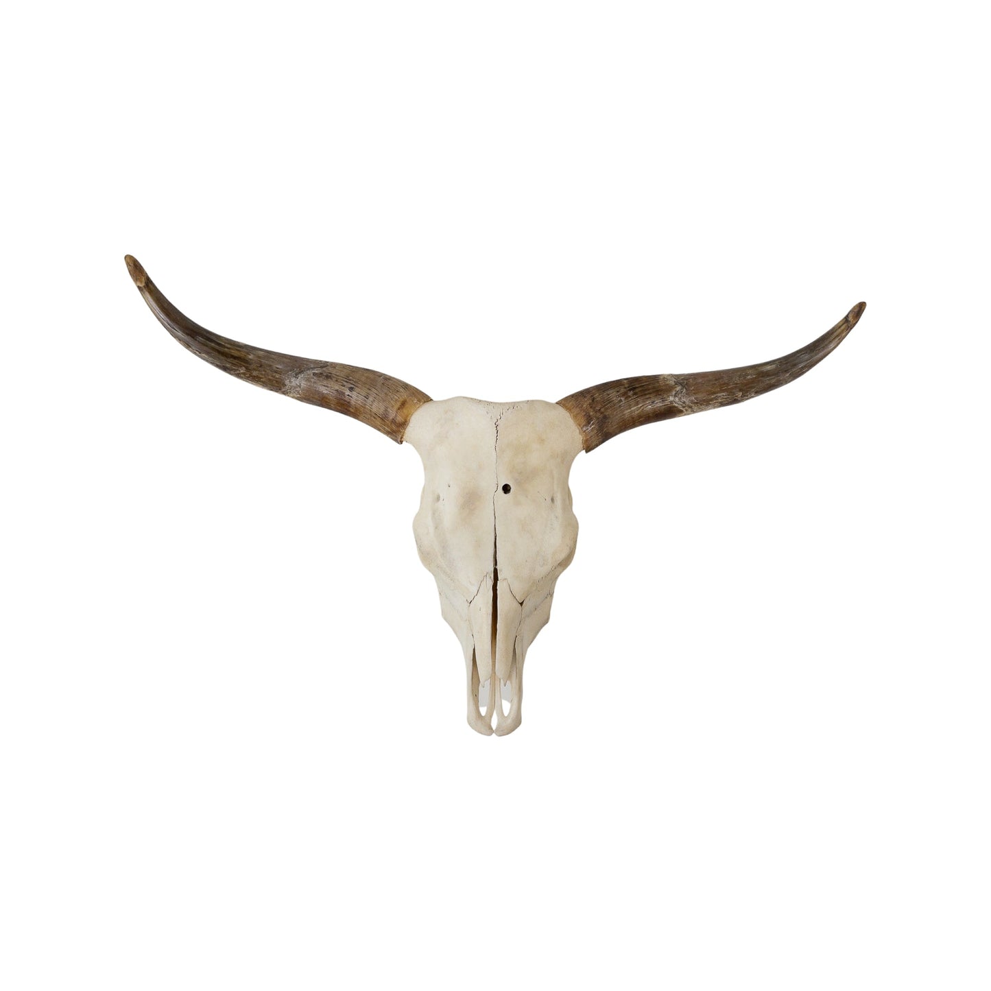 A Home Decor Taxidermy Skull Texas longhornof Grade Remarkable