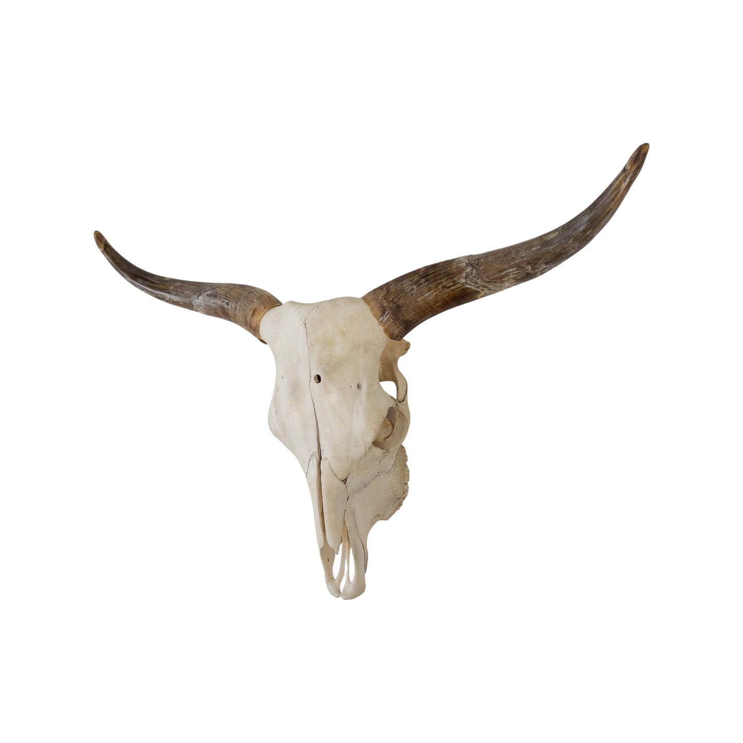 A Home Decor Taxidermy Skull Texas longhornof Grade Remarkable
