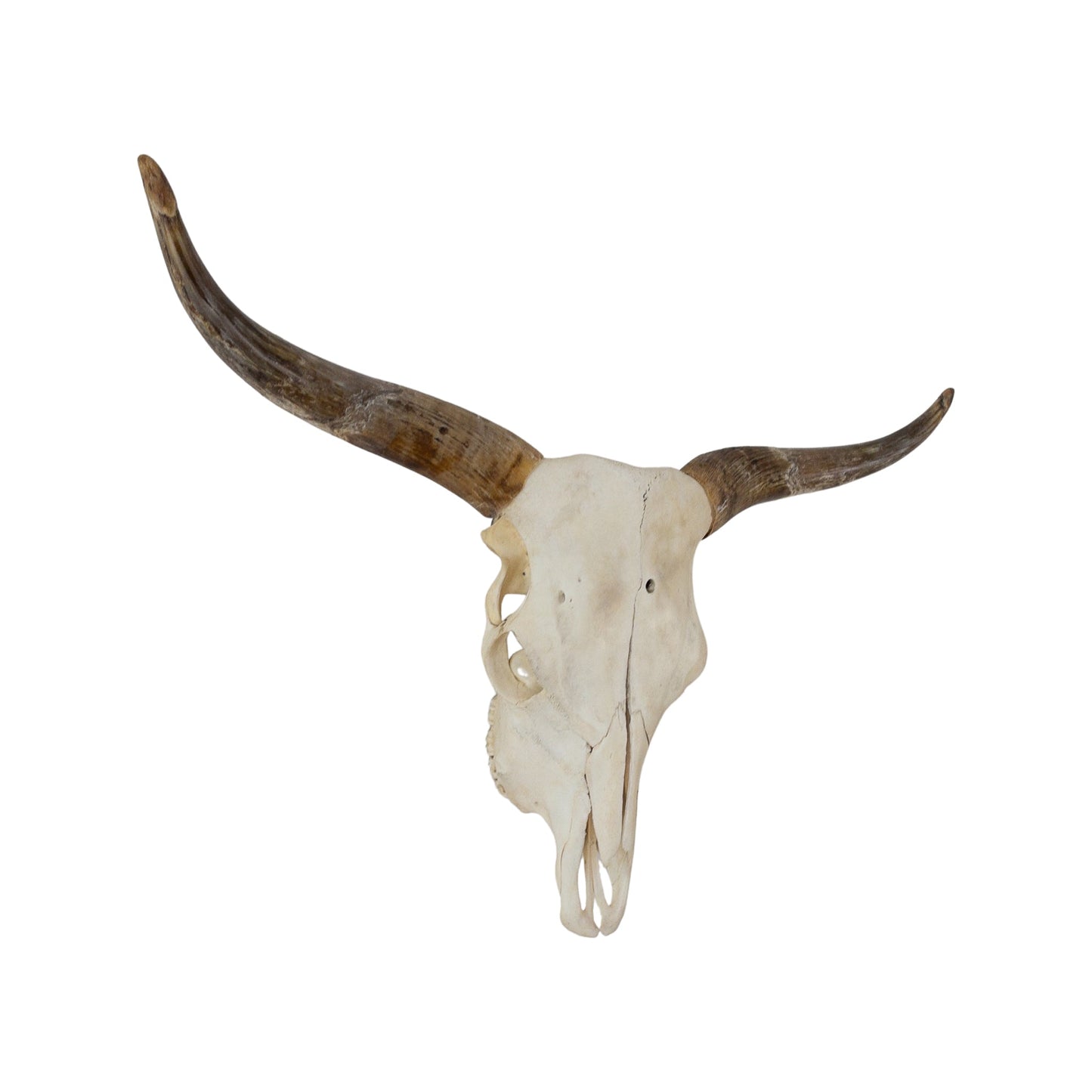 A Home Decor Taxidermy Skull Texas longhornof Grade Remarkable