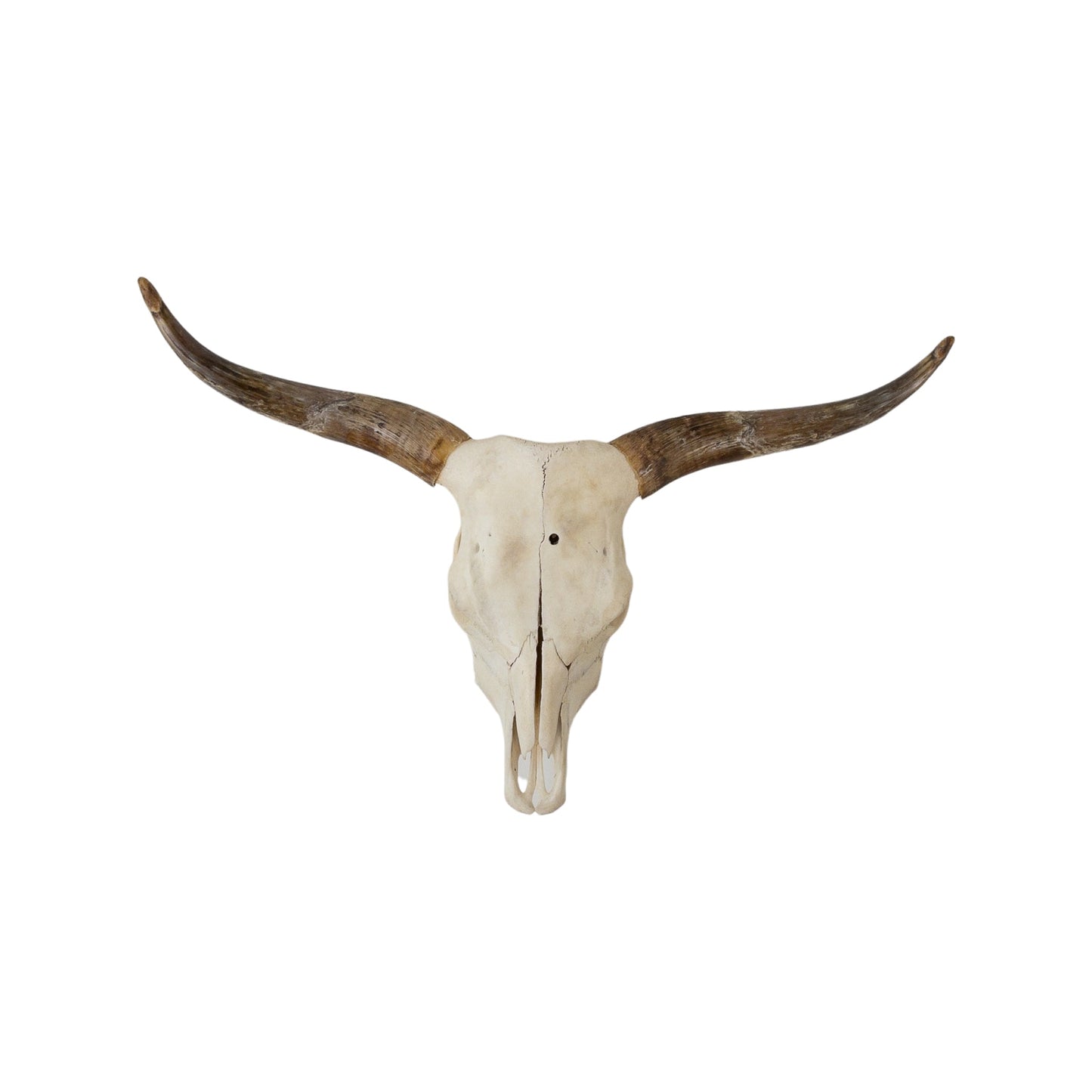 A Home Decor Taxidermy Skull Texas longhornof Grade Remarkable