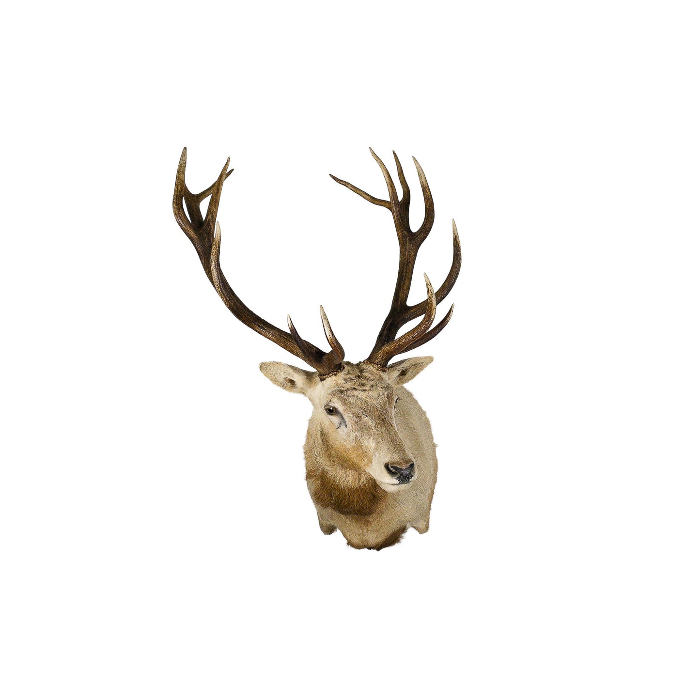 A Home Decor Taxidermy Very Rare Albino Red Stag Shoulder Mount of Grade Remarkable