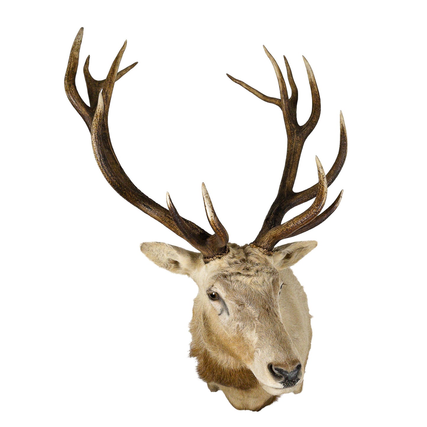 A Home Decor Taxidermy Very Rare Albino Red Stag Shoulder Mount of Grade Remarkable