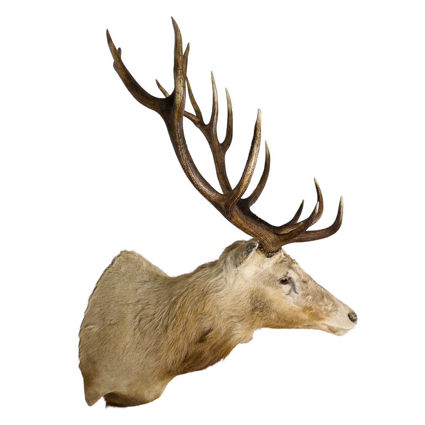 A Home Decor Taxidermy Very Rare Albino Red Stag Shoulder Mount of Grade Remarkable