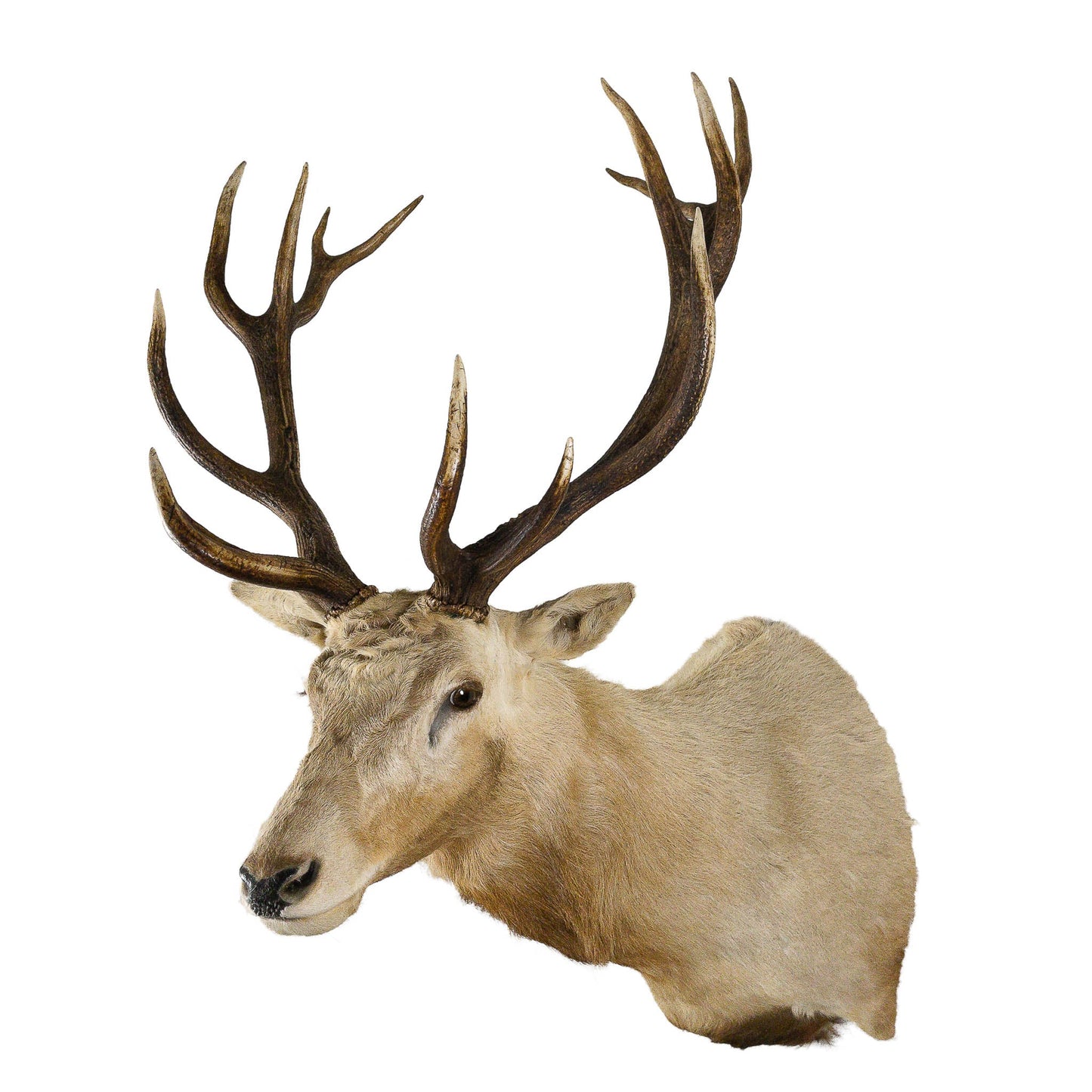A Home Decor Taxidermy Very Rare Albino Red Stag Shoulder Mount of Grade Remarkable