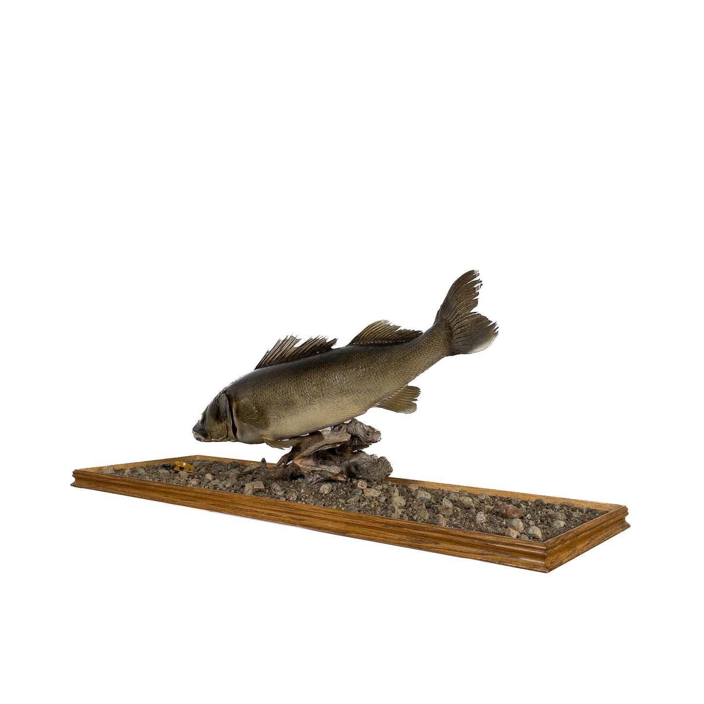 A Home Decor Taxidermy Fish Mount in Glass Showcase Walleye Glass Show case of Grade Remarkable