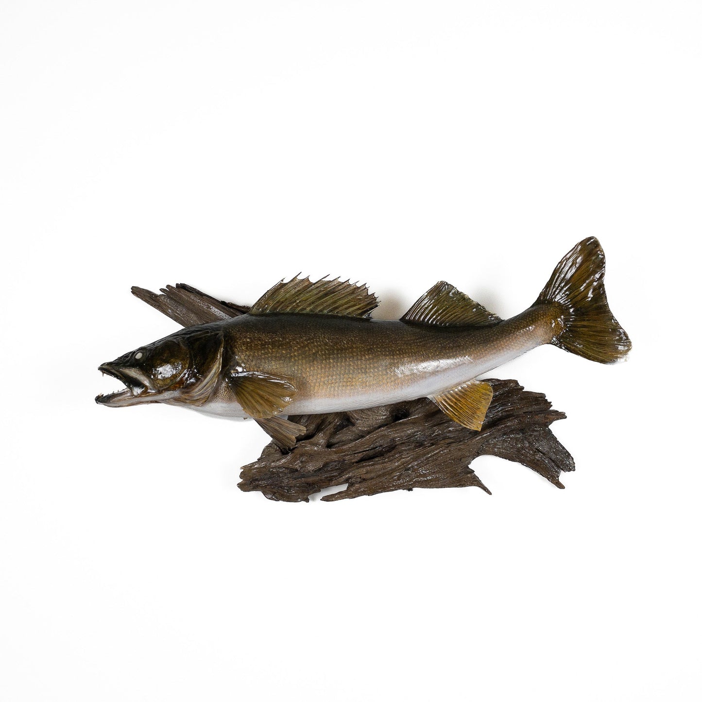 A Home Decor Taxidermy Fish Mount Walleyeof Grade Remarkable