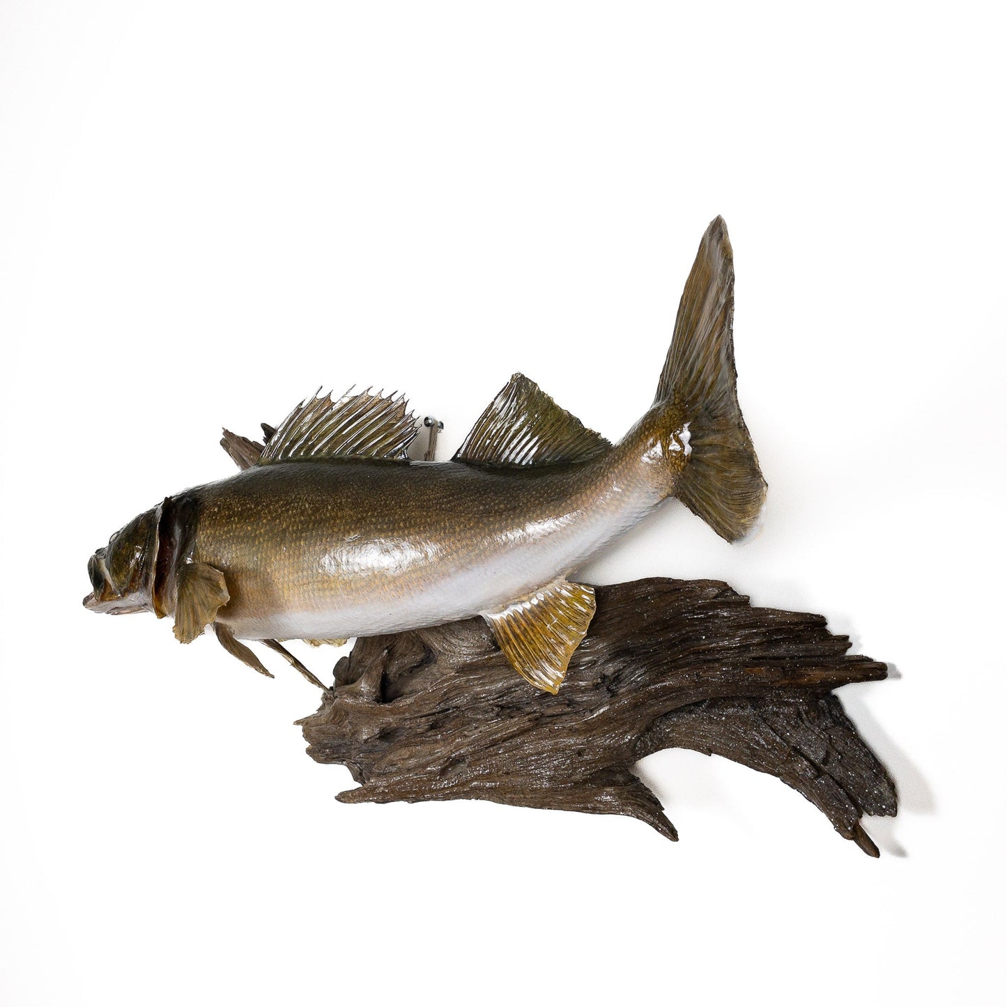 A Home Decor Taxidermy Fish Mount Walleyeof Grade Remarkable