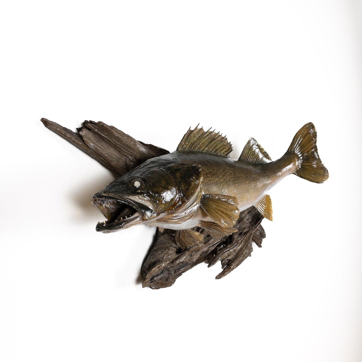 A Home Decor Taxidermy Fish Mount Walleyeof Grade Remarkable