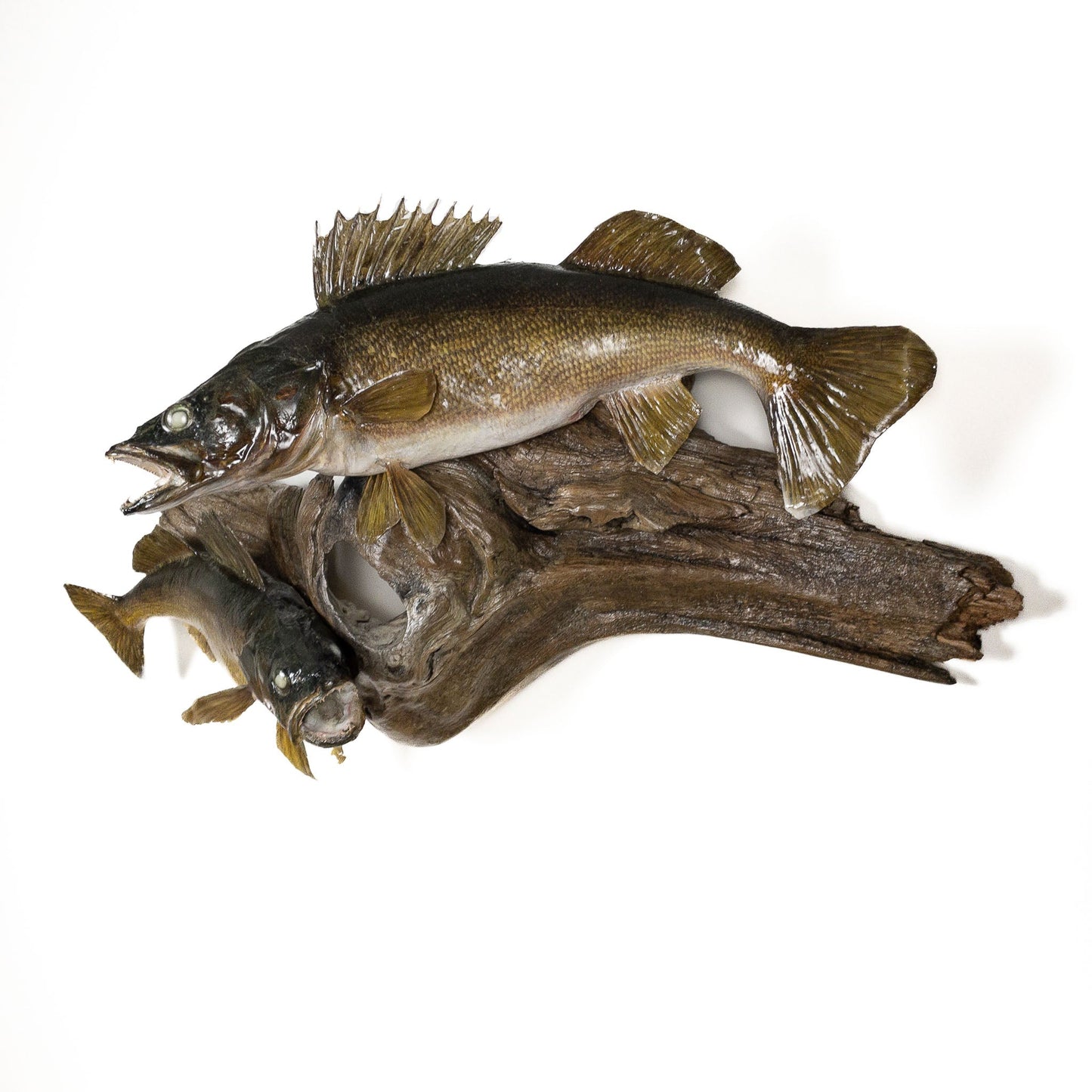 A Home Decor Taxidermy Fish Mount 2 Walleyeof Grade Remarkable