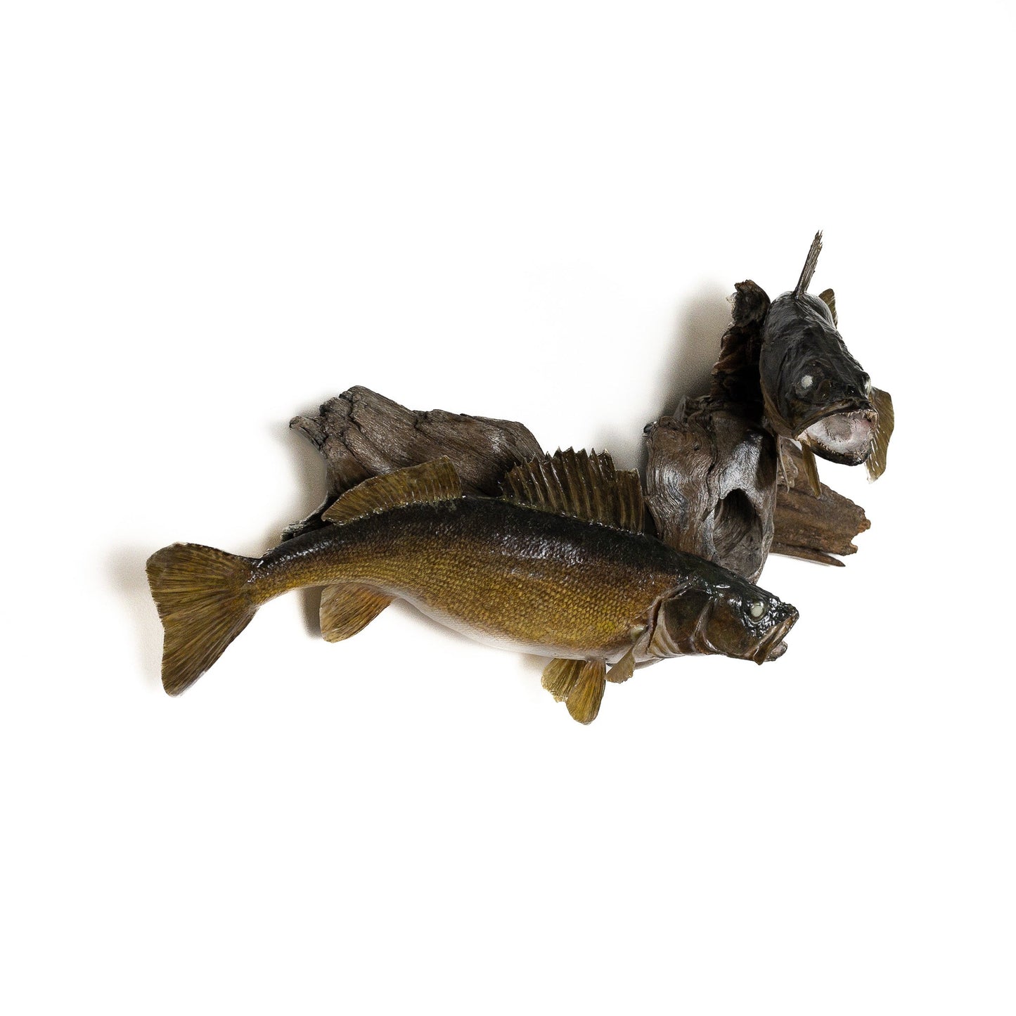 A Home Decor Taxidermy Fish Mount 2 Walleyeof Grade Remarkable