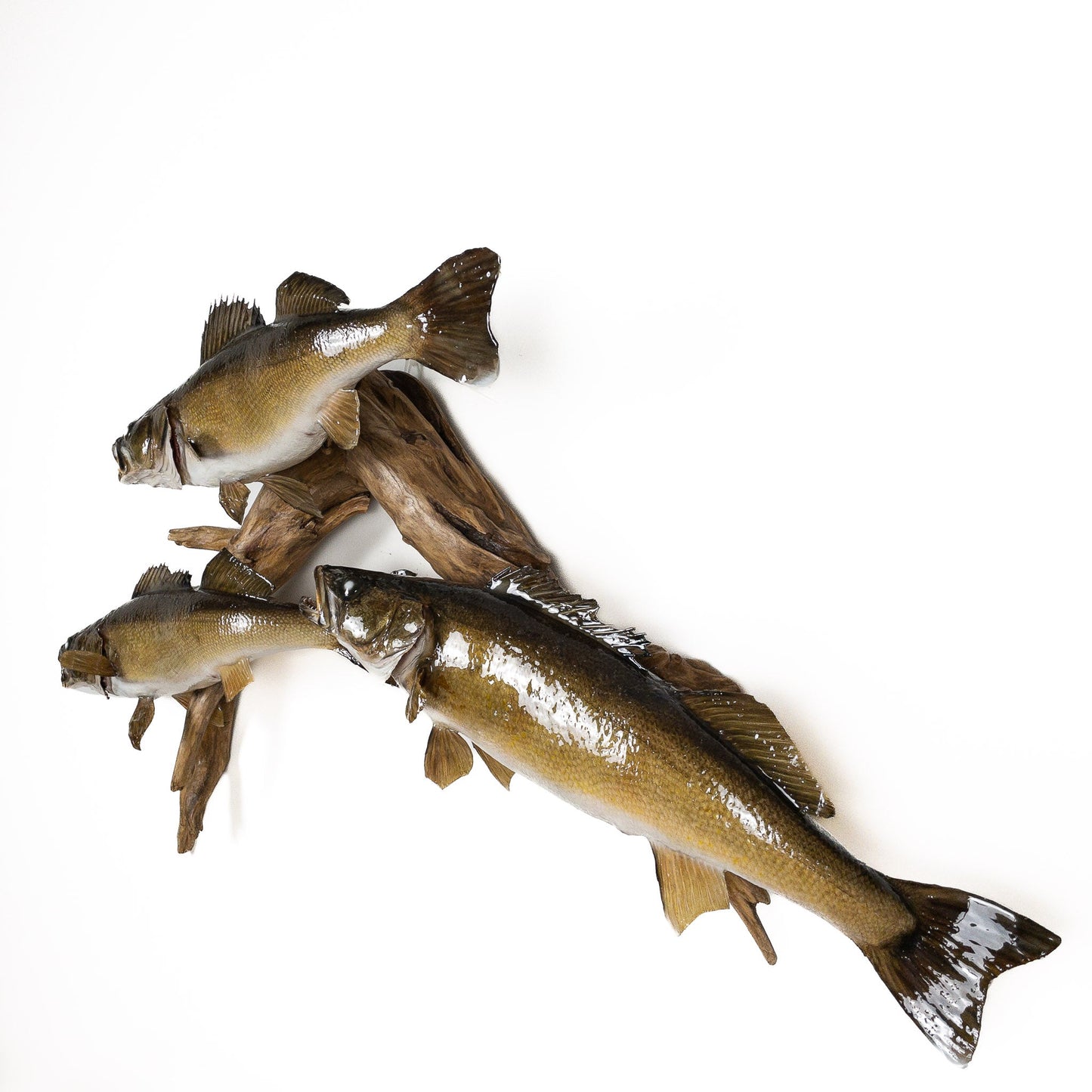 A Home Decor Taxidermy Fish Mount 3 Walleyeof Grade Remarkable