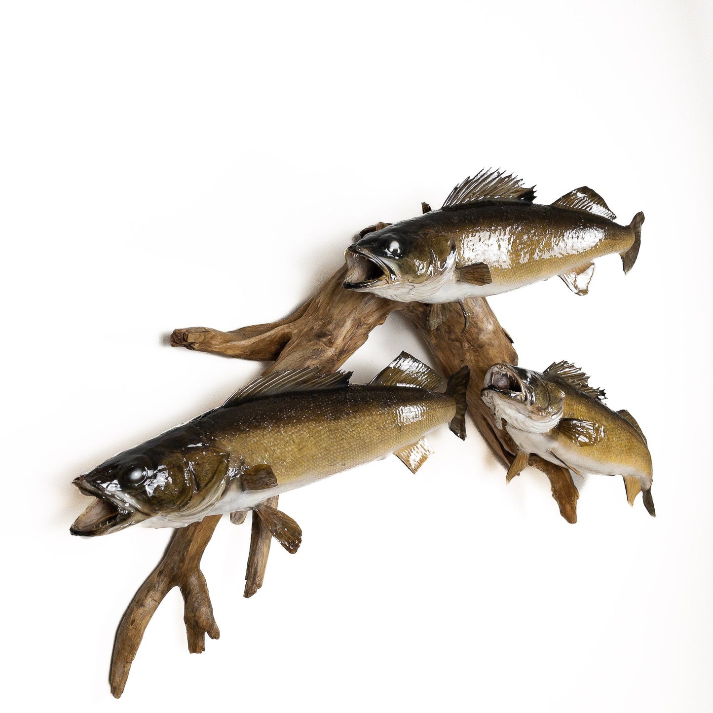 A Home Decor Taxidermy Fish Mount 3 Walleyeof Grade Remarkable