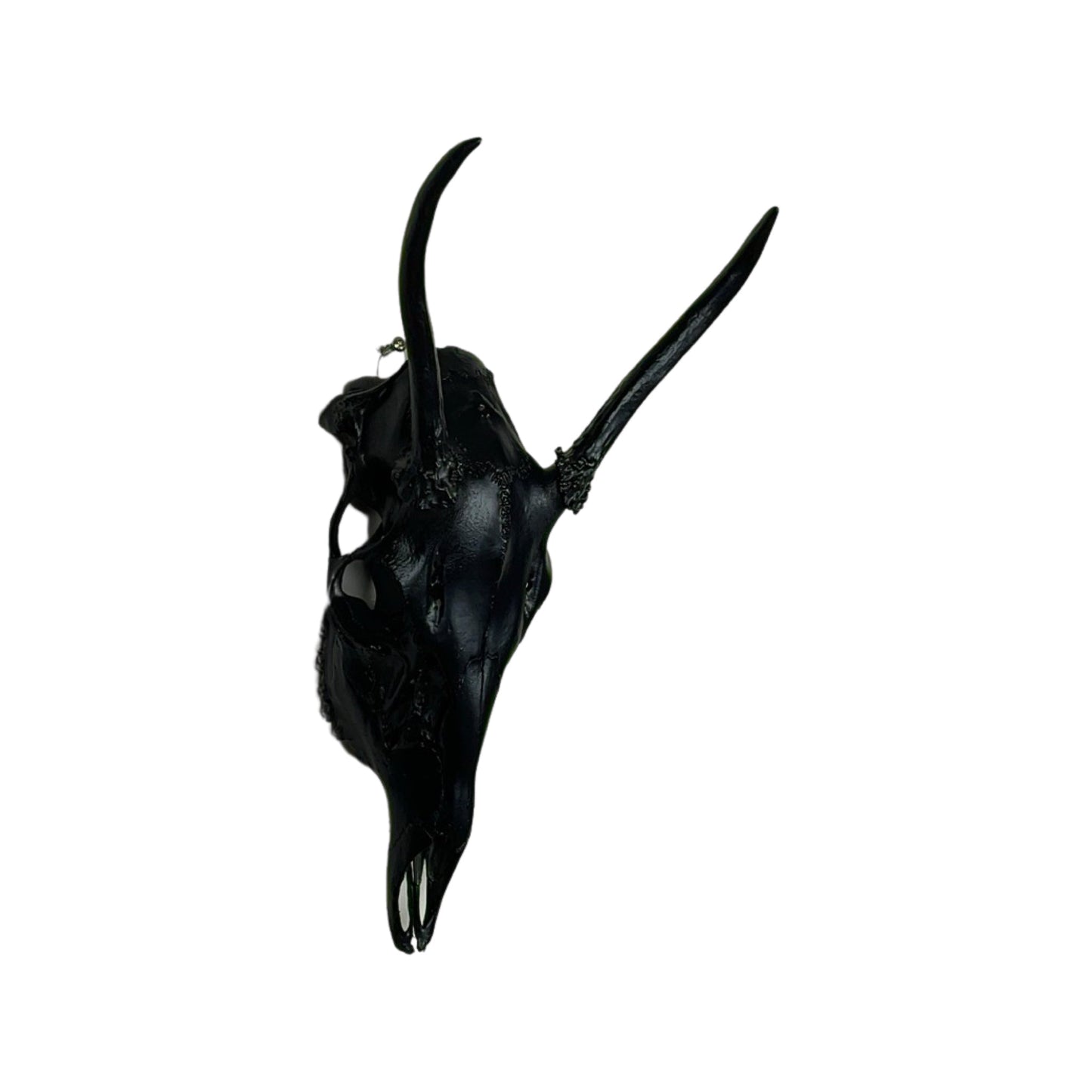 A Home Decor Taxidermy White-Tailed Deer Black Painted European Skull of Grade Respectable