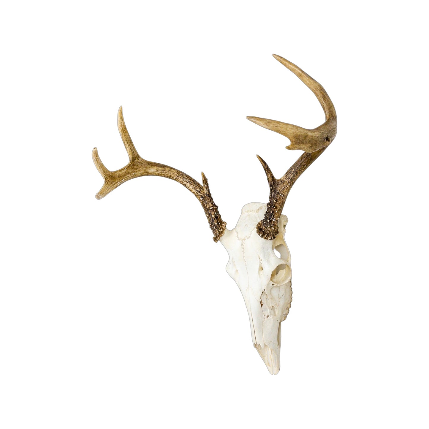 A Home Decor Taxidermy White-Tailed Deer European Skull of Grade Inferior