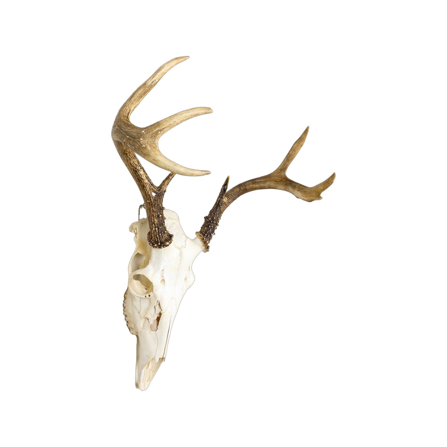 A Home Decor Taxidermy White-Tailed Deer European Skull of Grade Inferior