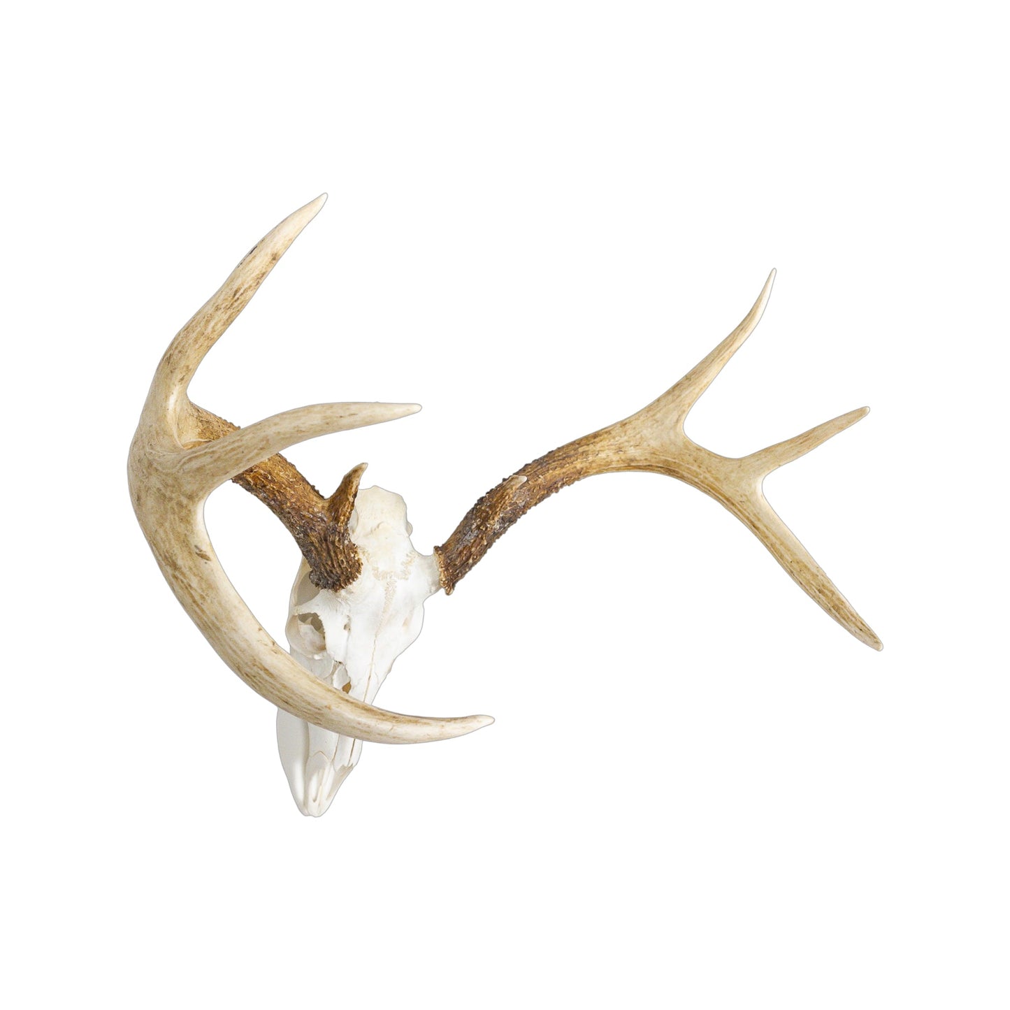 A Home Decor Taxidermy White-Tailed Deer European Skull of Grade Inferior