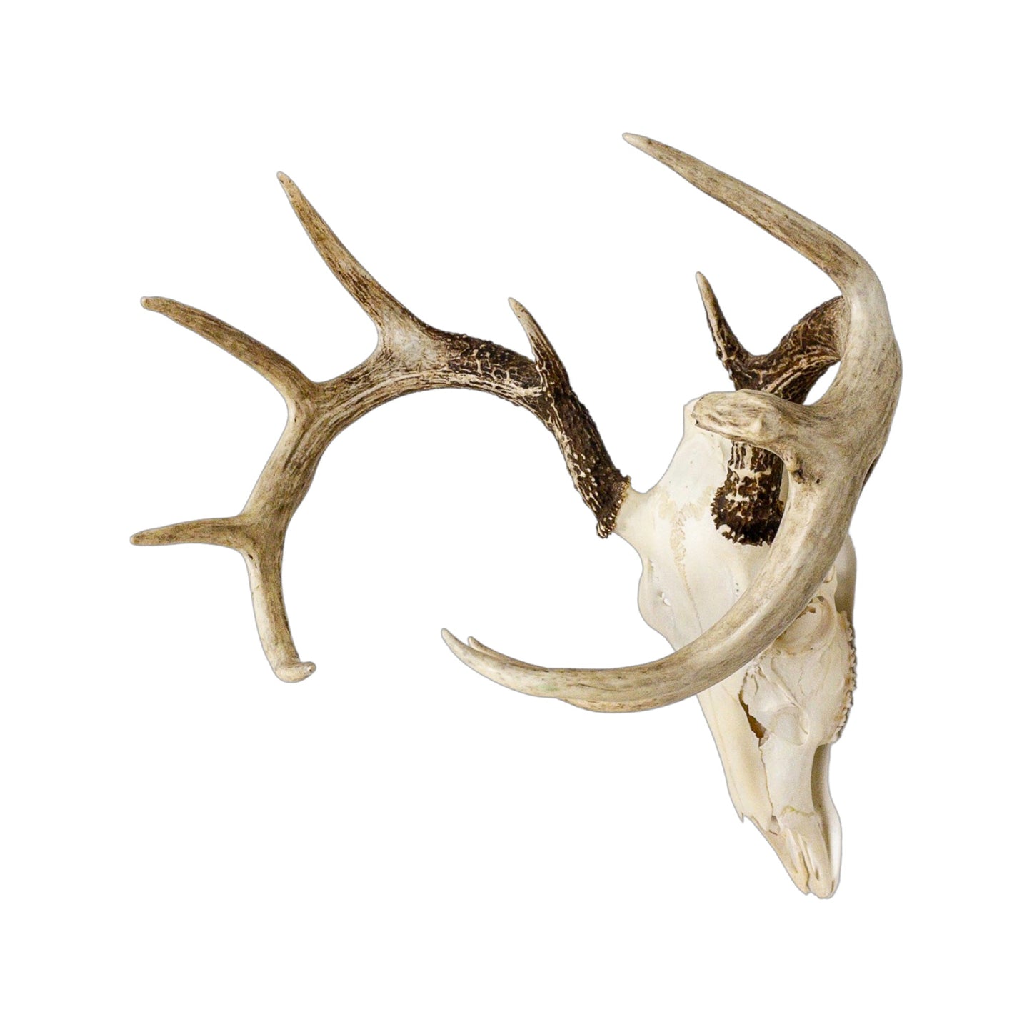 A Home Decor Taxidermy White-Tailed Deer European Skull of Grade Unique