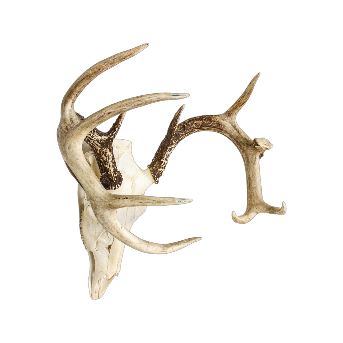 A Home Decor Taxidermy White-Tailed Deer European Skull of Grade Unique