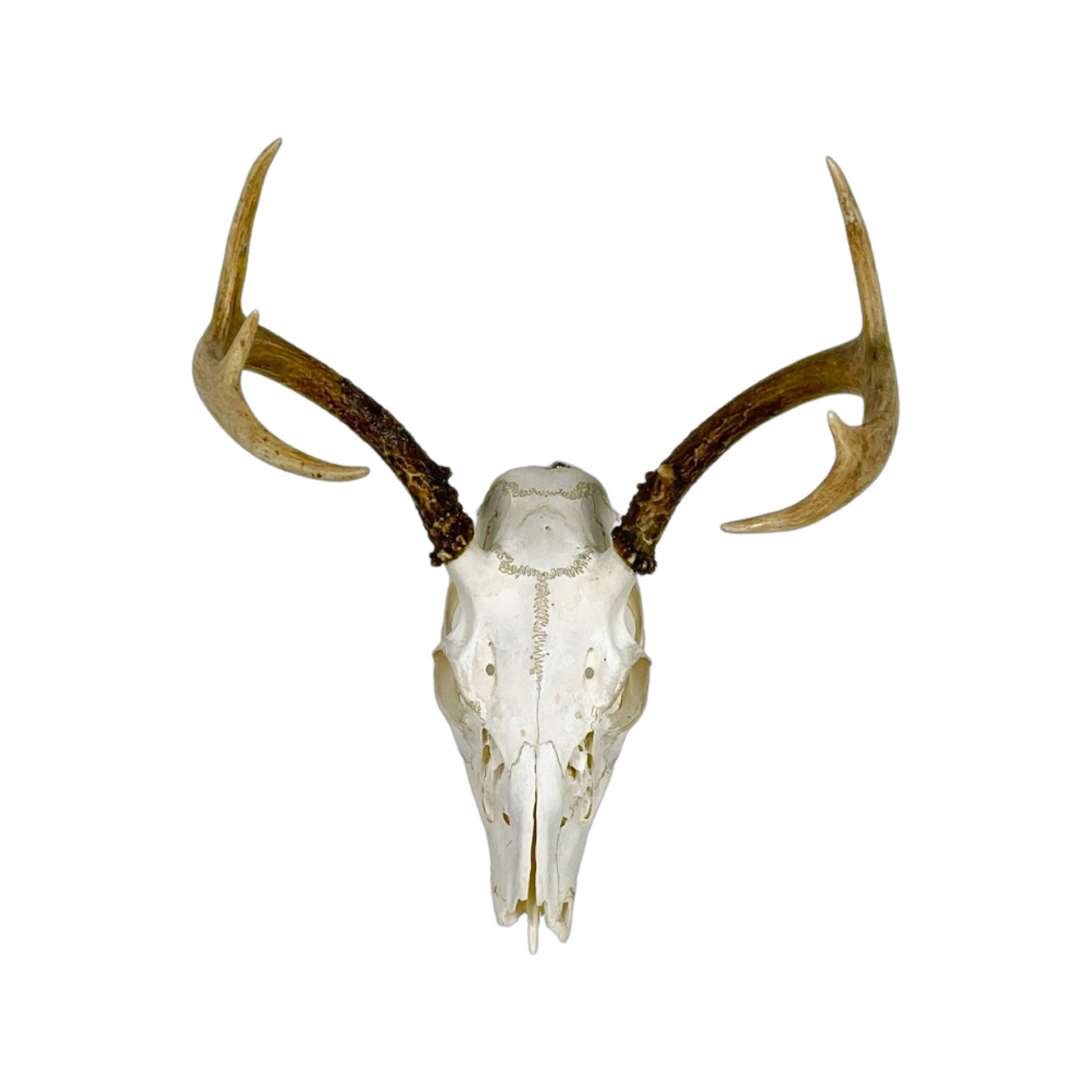 A Home Decor Taxidermy White-Tailed Deer European Skull of Grade Inferior