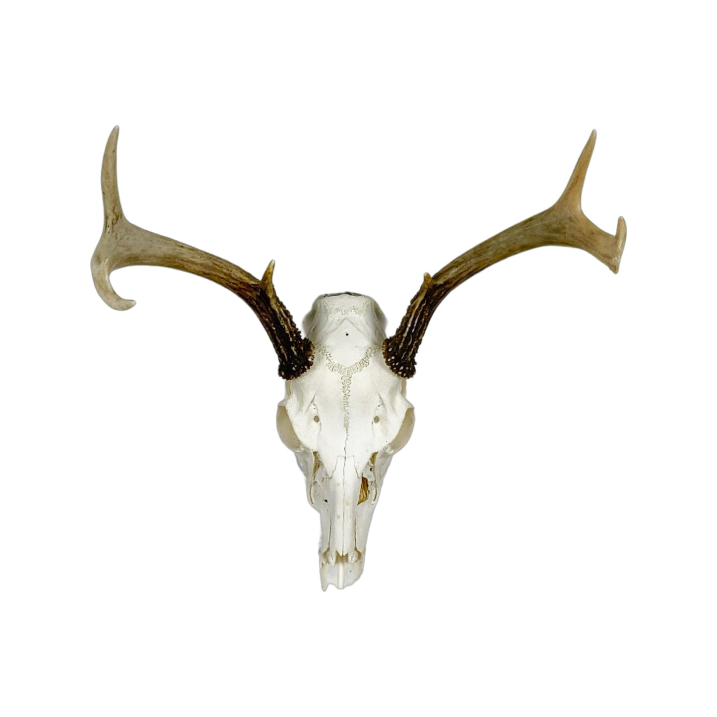 A Home Decor Taxidermy White-Tailed Deer European Skull of Grade Inferior