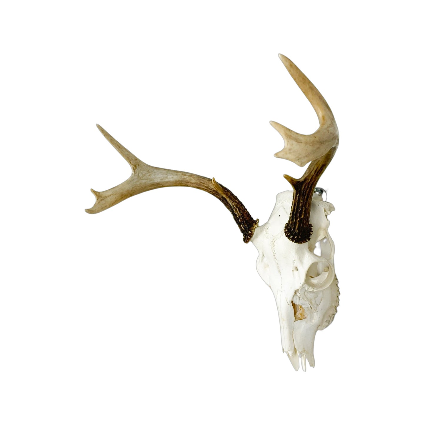 A Home Decor Taxidermy White-Tailed Deer European Skull of Grade Inferior
