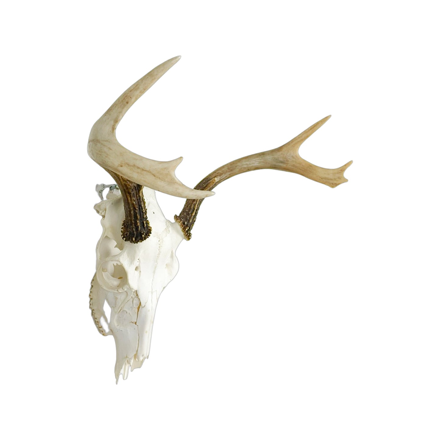 A Home Decor Taxidermy White-Tailed Deer European Skull of Grade Inferior
