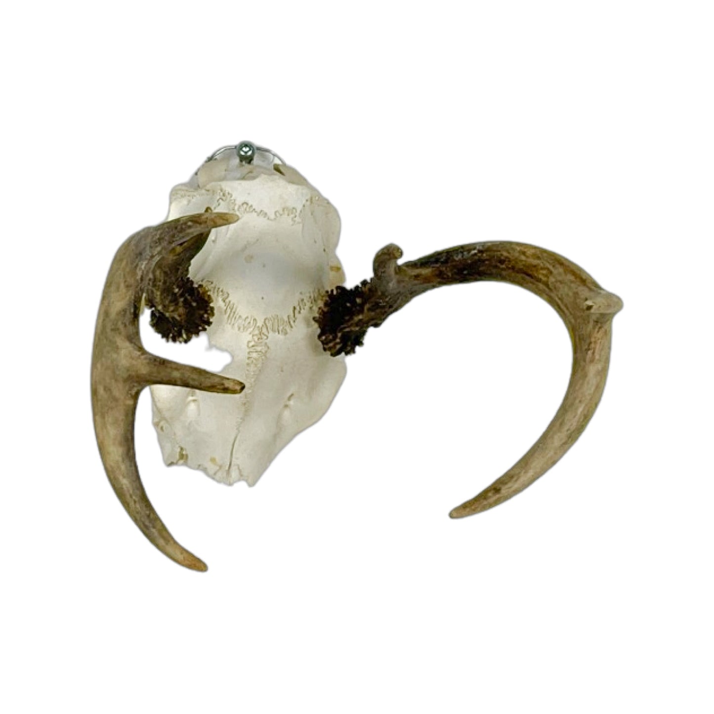 A Home Decor Taxidermy White-Tailed Deer European Skull of Grade Inferior