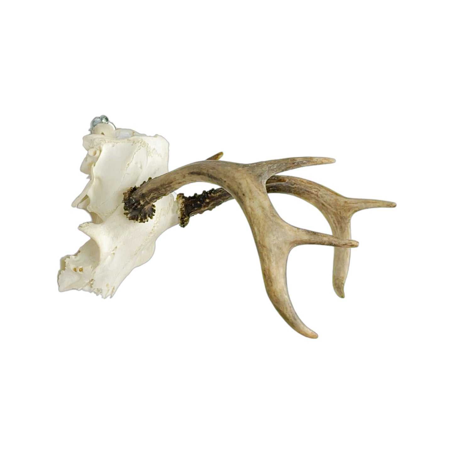 A Home Decor Taxidermy White-Tailed Deer European Skull of Grade Inferior