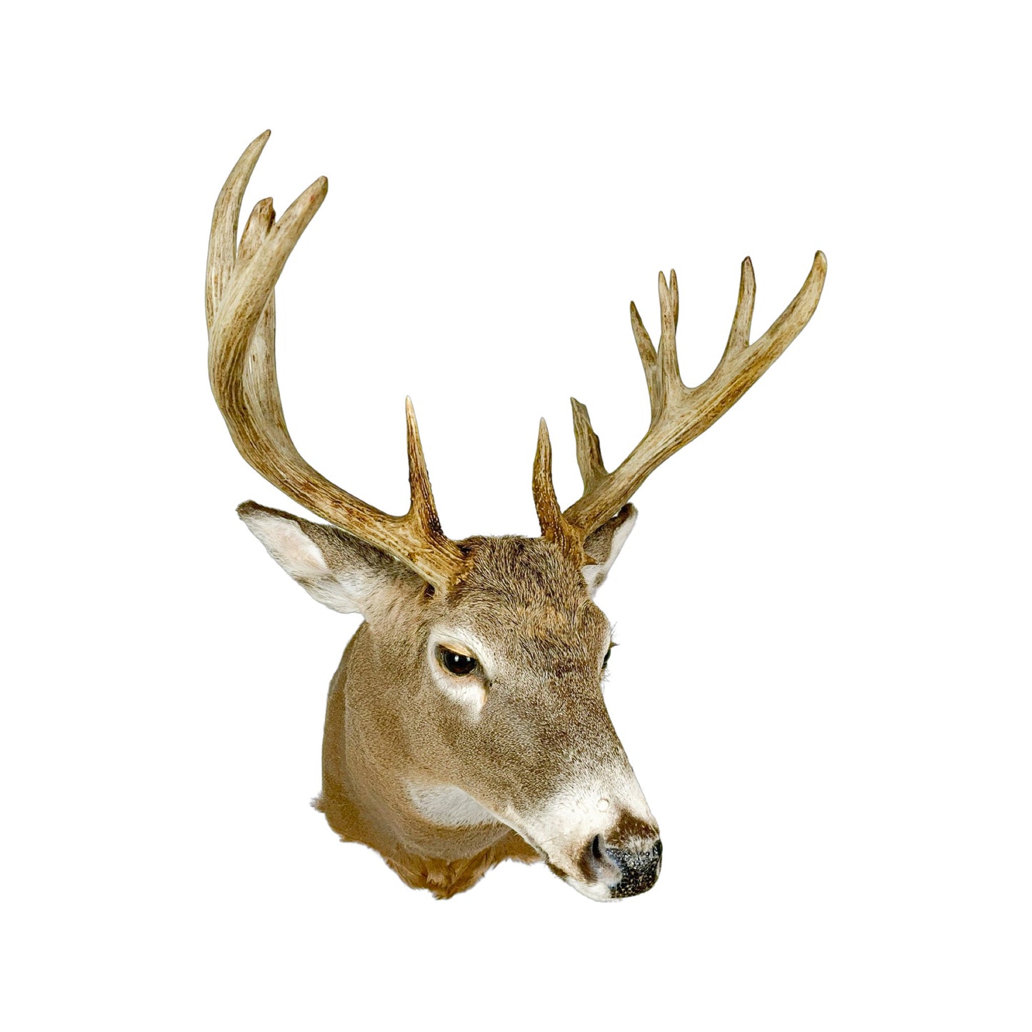 A Home Decor Taxidermy White-Tailed Deer Shoulder Mount of Grade Respectable