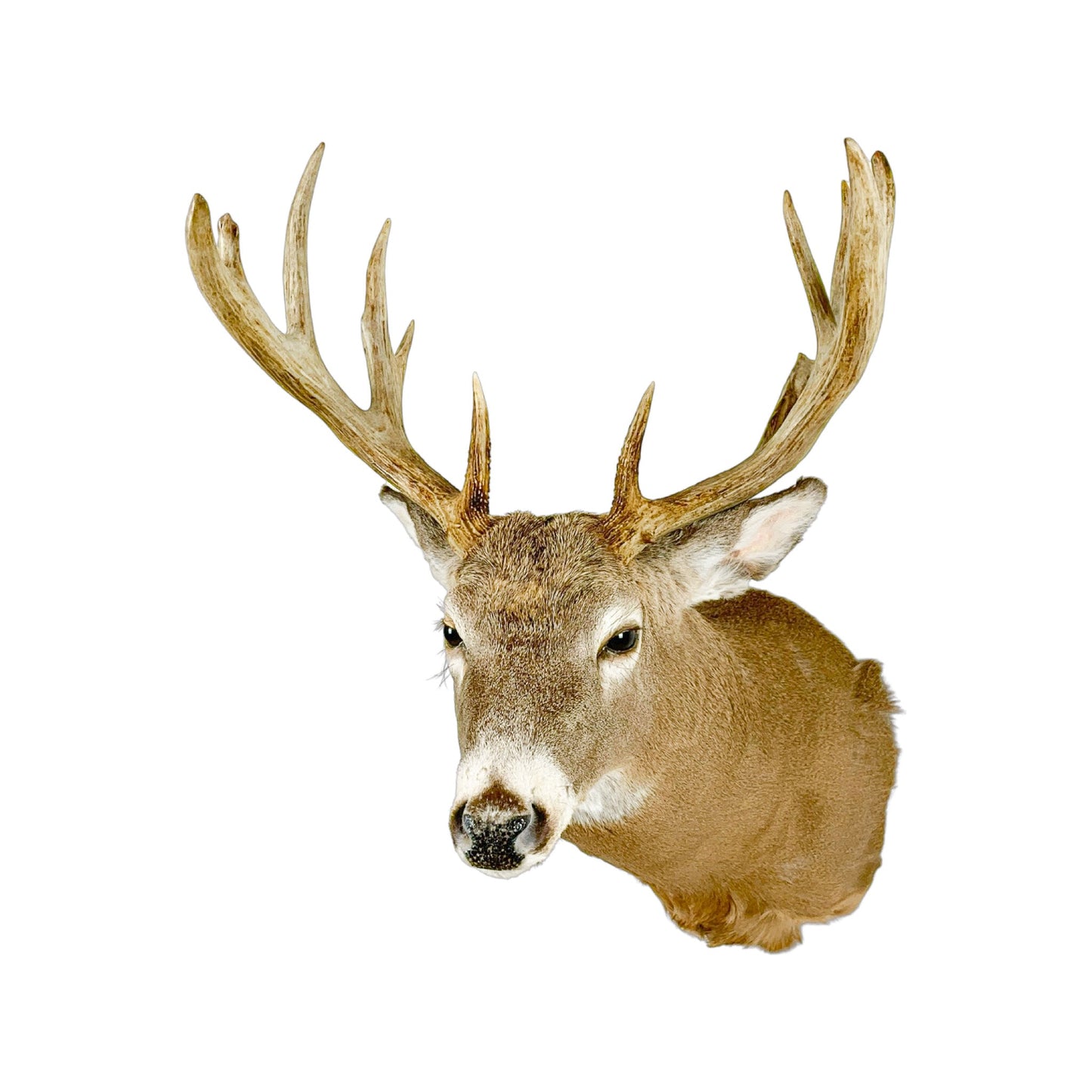 A Home Decor Taxidermy White-Tailed Deer Shoulder Mount of Grade Respectable