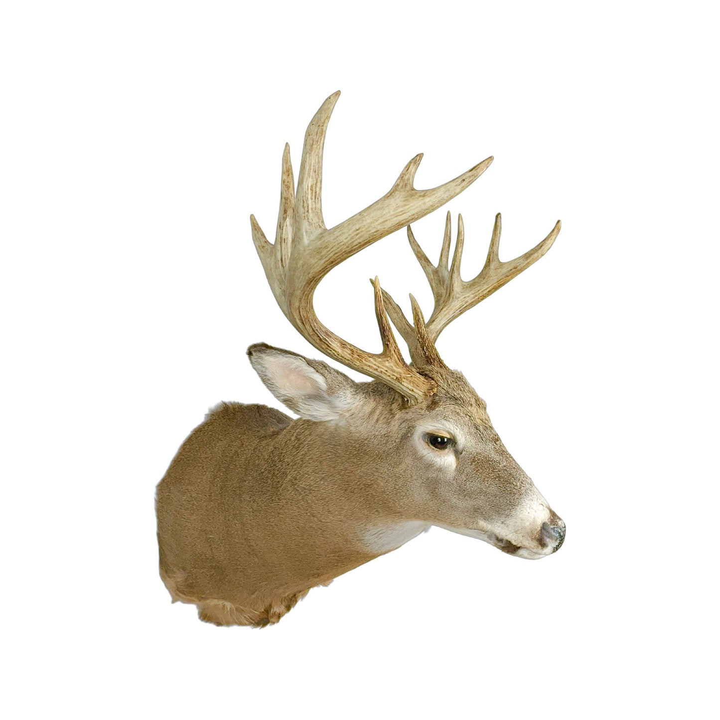A Home Decor Taxidermy White-Tailed Deer Shoulder Mount of Grade Respectable