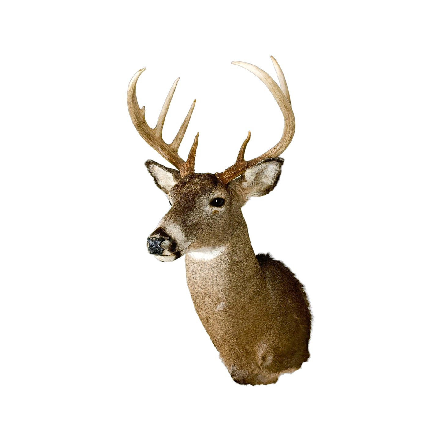 A Home Decor Taxidermy White-Tailed Deer Shoulder Mount of Grade Respectable