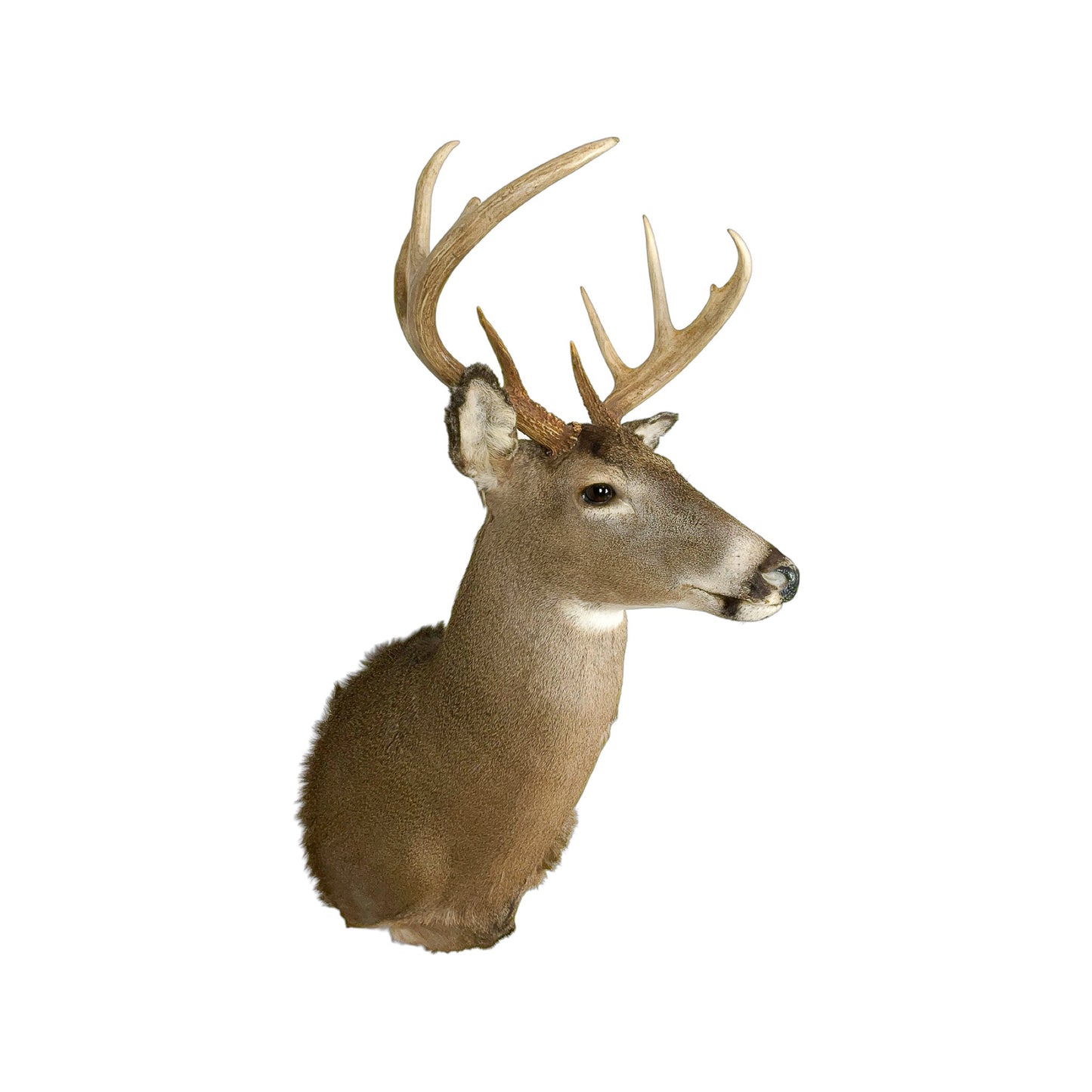 A Home Decor Taxidermy White-Tailed Deer Shoulder Mount of Grade Respectable