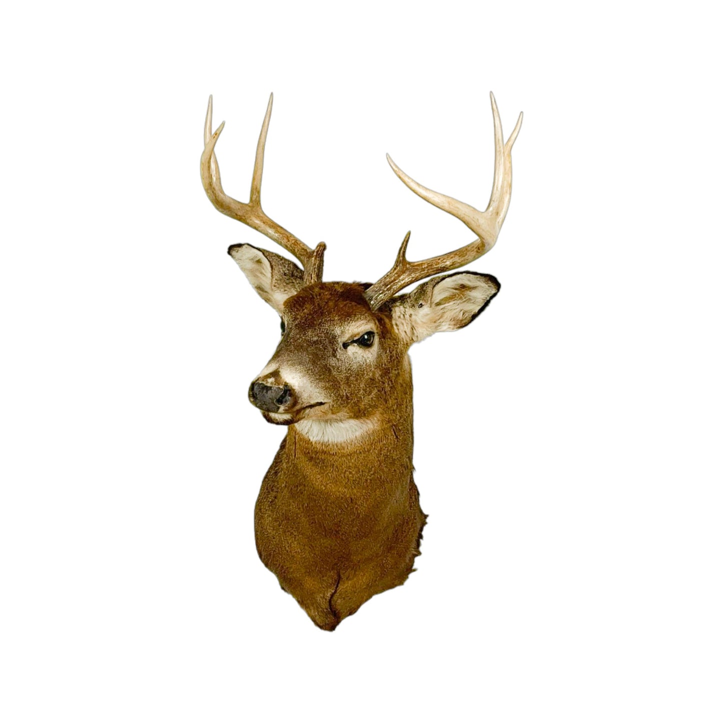 A Home Decor Taxidermy White-Tailed Deer Shoulder Mount of Grade Respectable