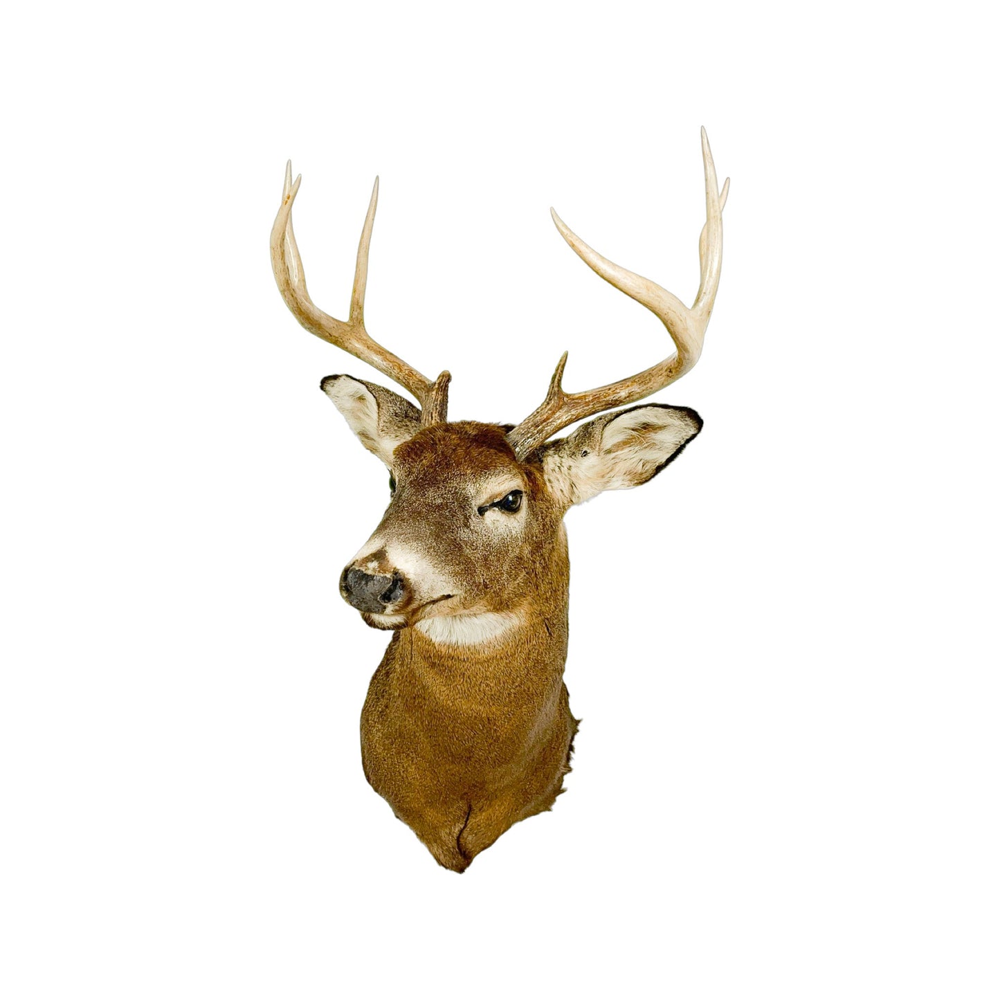 A Home Decor Taxidermy White-Tailed Deer Shoulder Mount of Grade Respectable