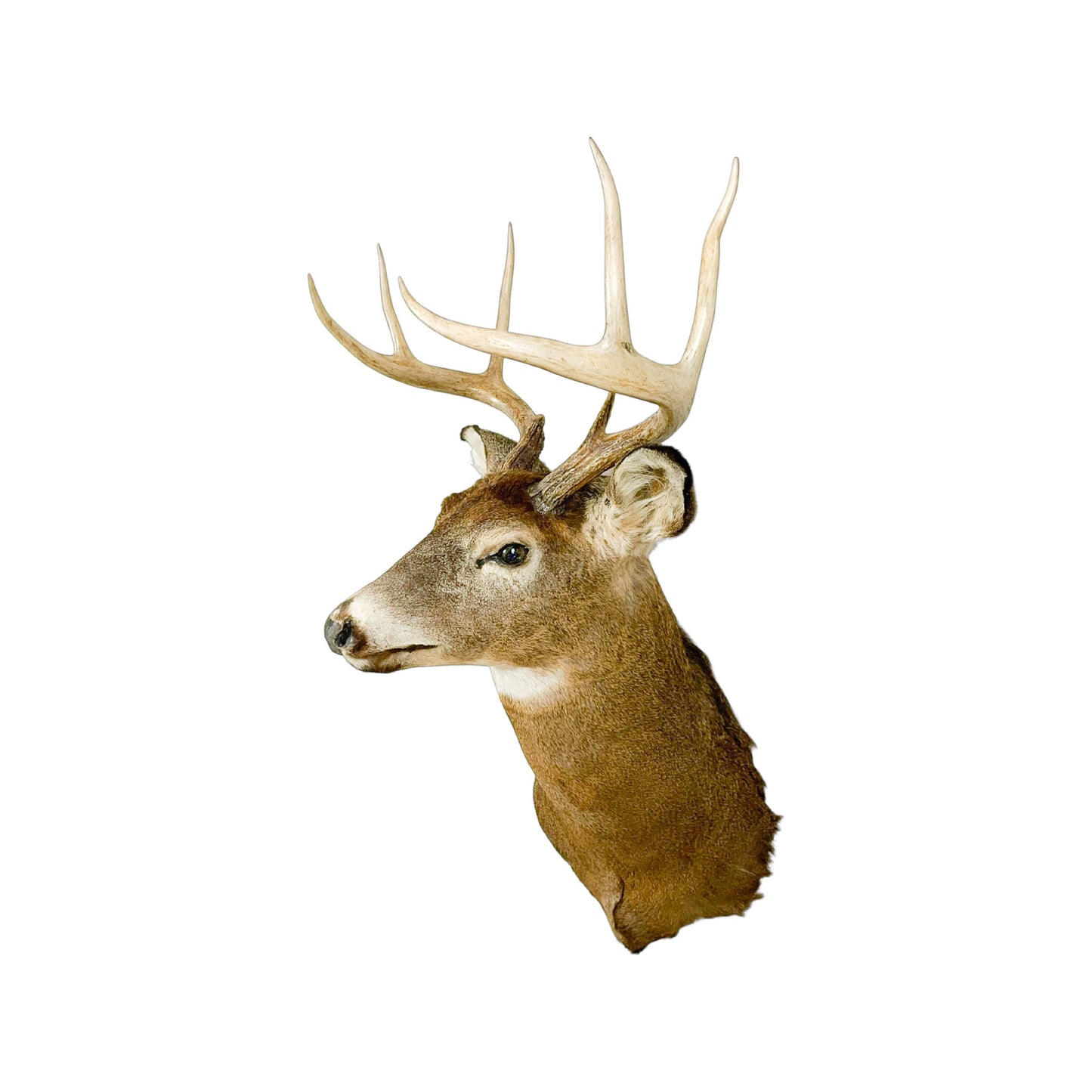 A Home Decor Taxidermy White-Tailed Deer Shoulder Mount of Grade Respectable
