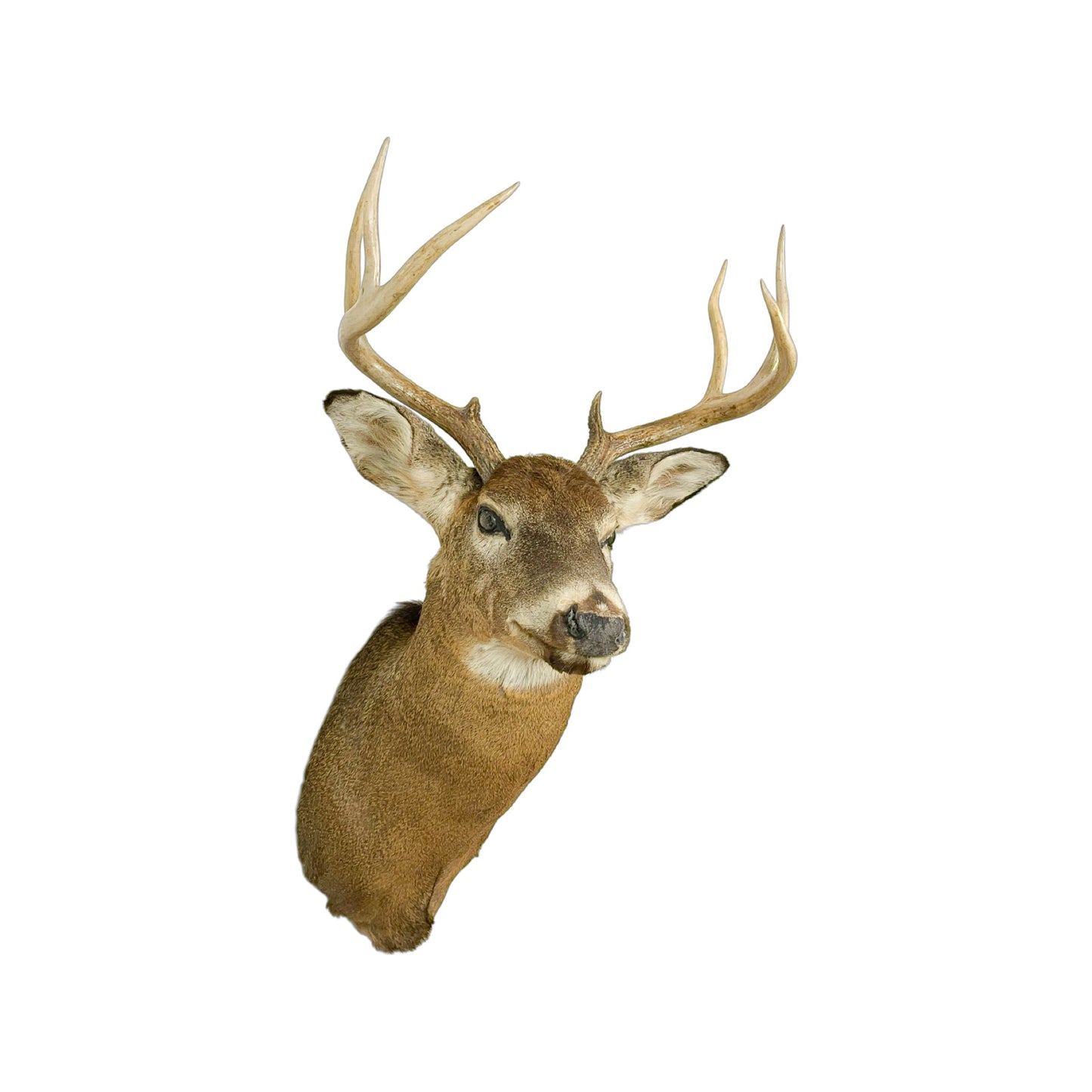 A Home Decor Taxidermy White-Tailed Deer Shoulder Mount of Grade Respectable