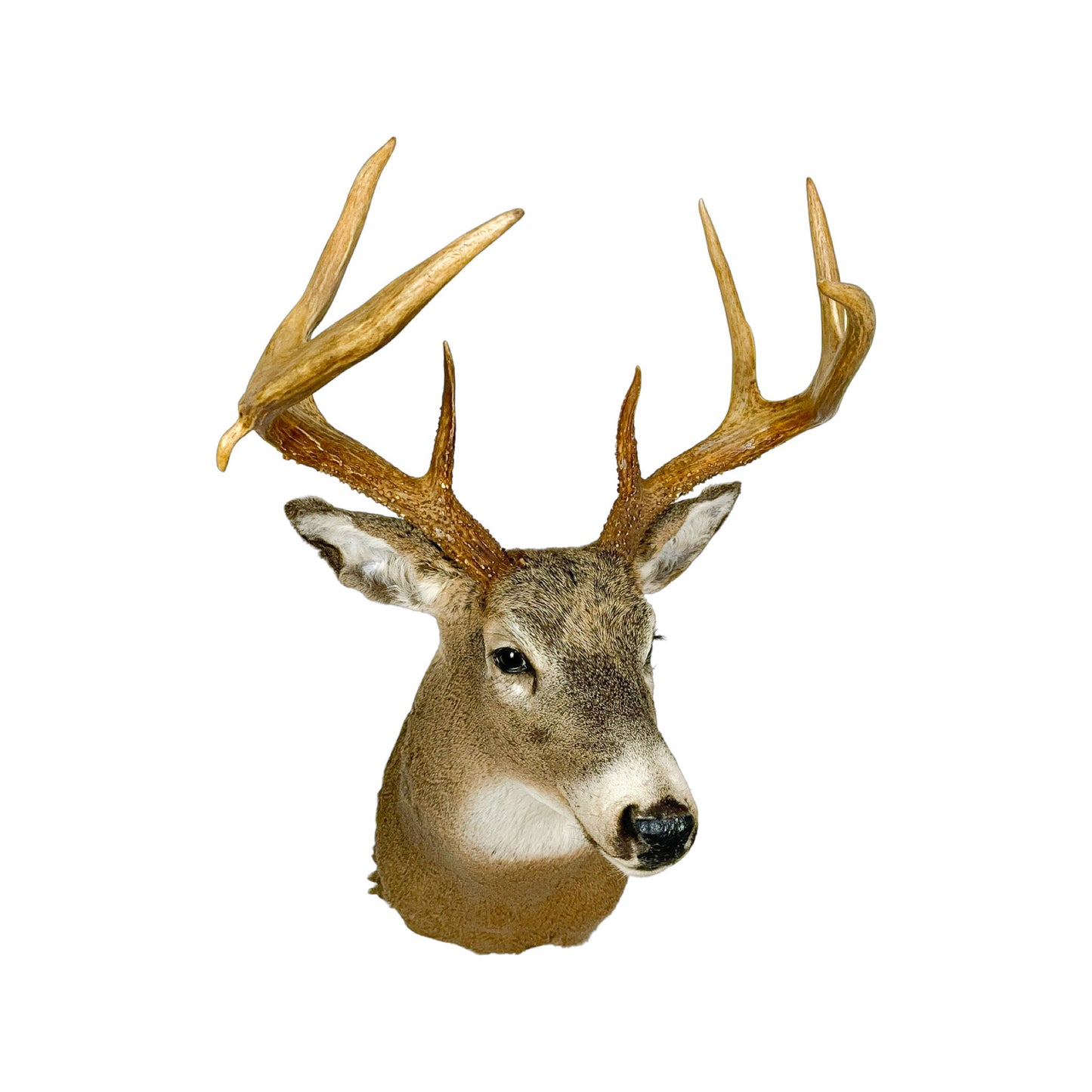 A Home Decor Taxidermy White-Tailed Deer Shoulder Mount of Grade Respectable