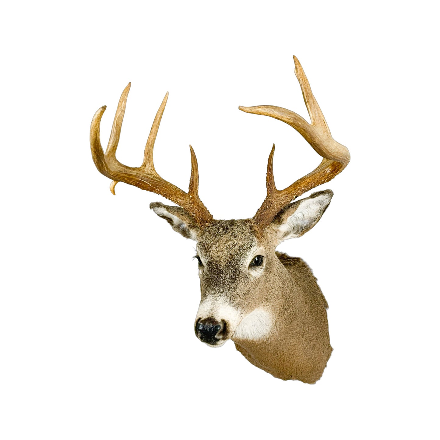A Home Decor Taxidermy White-Tailed Deer Shoulder Mount of Grade Respectable